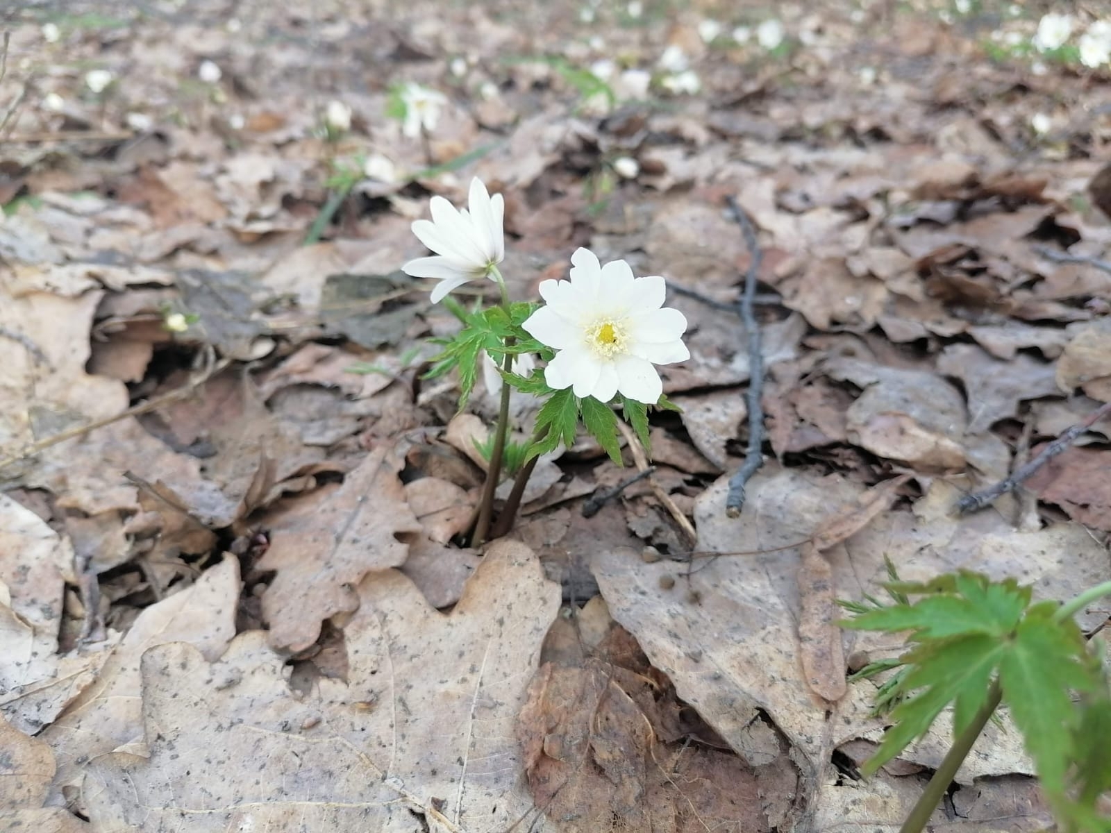 В Башкирии резко потеплеет: синоптики обещают до +15 градусов