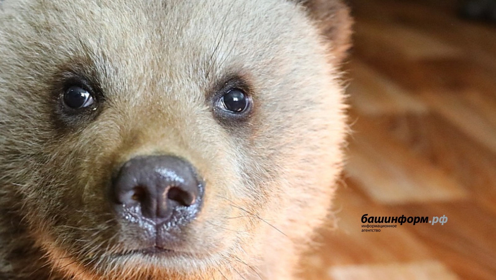 Нападение медвежонка: житель Башкирии пострадал