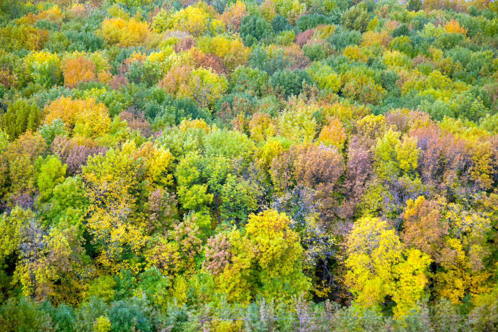 Объем незаконных рубок леса в Башкирии упал на четверть