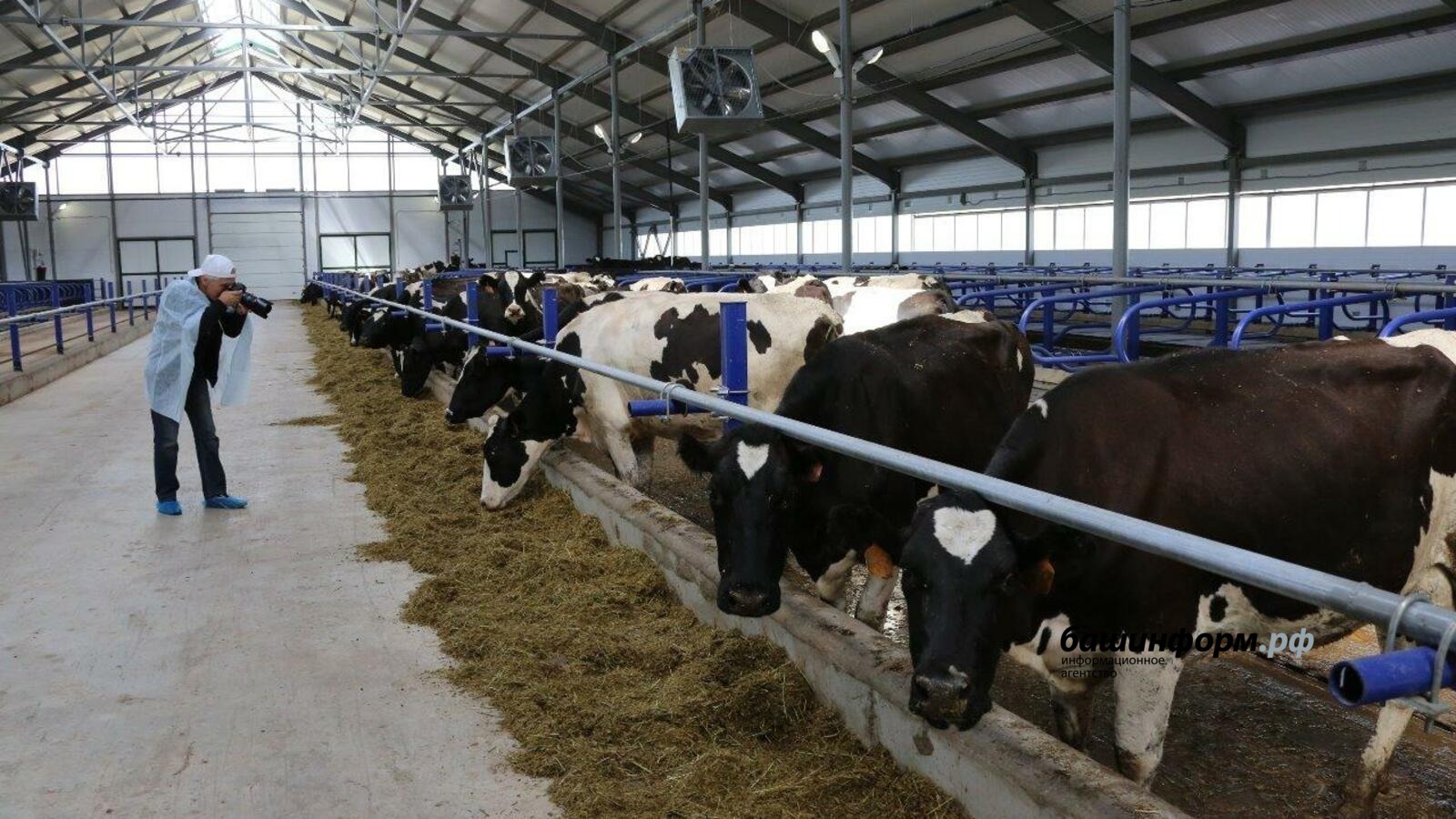 Башкирия направит более 8 млн рублей на генетическую экспертизу племенного скота