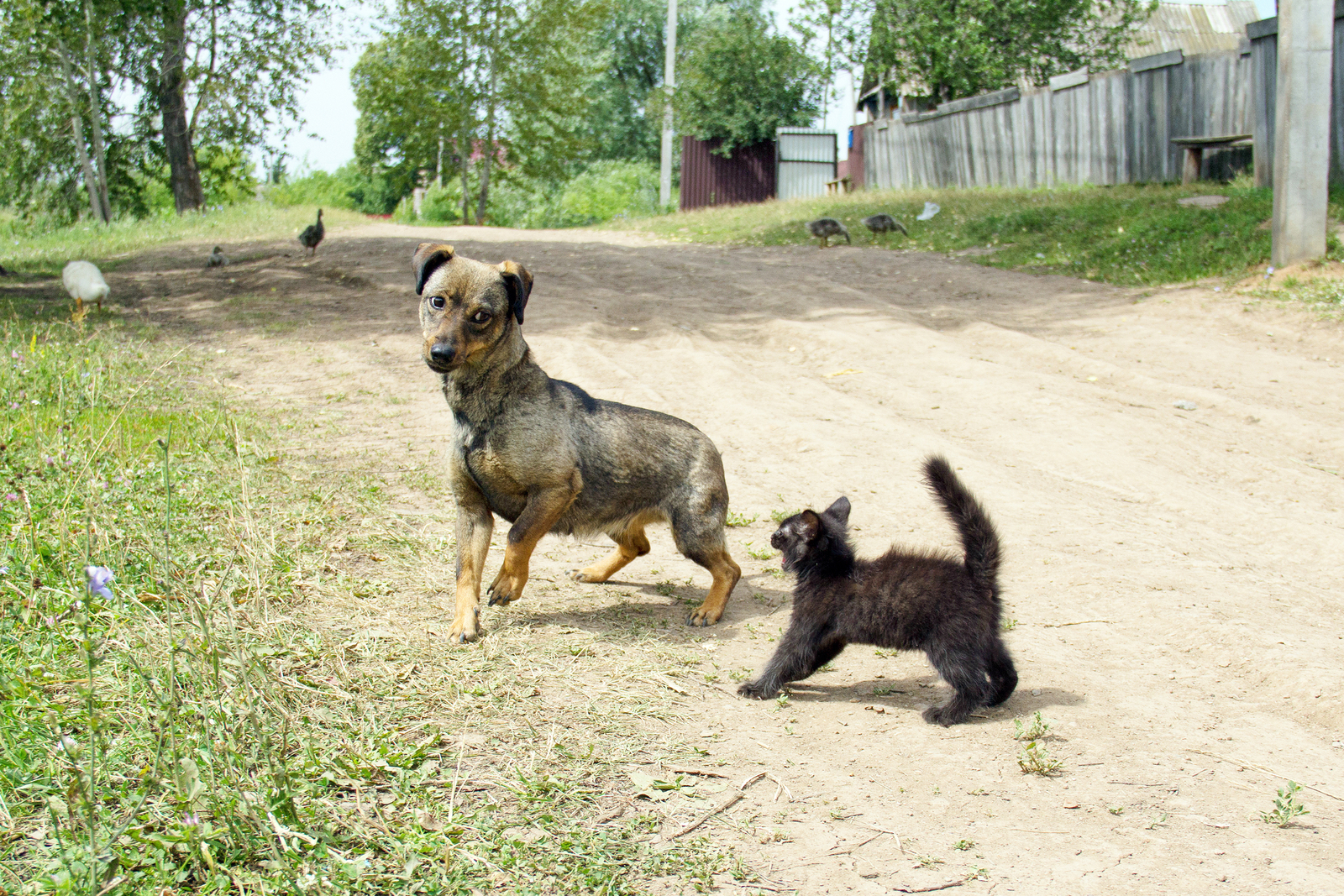 Бешенство без шансов: два смертельных случая в Башкирии