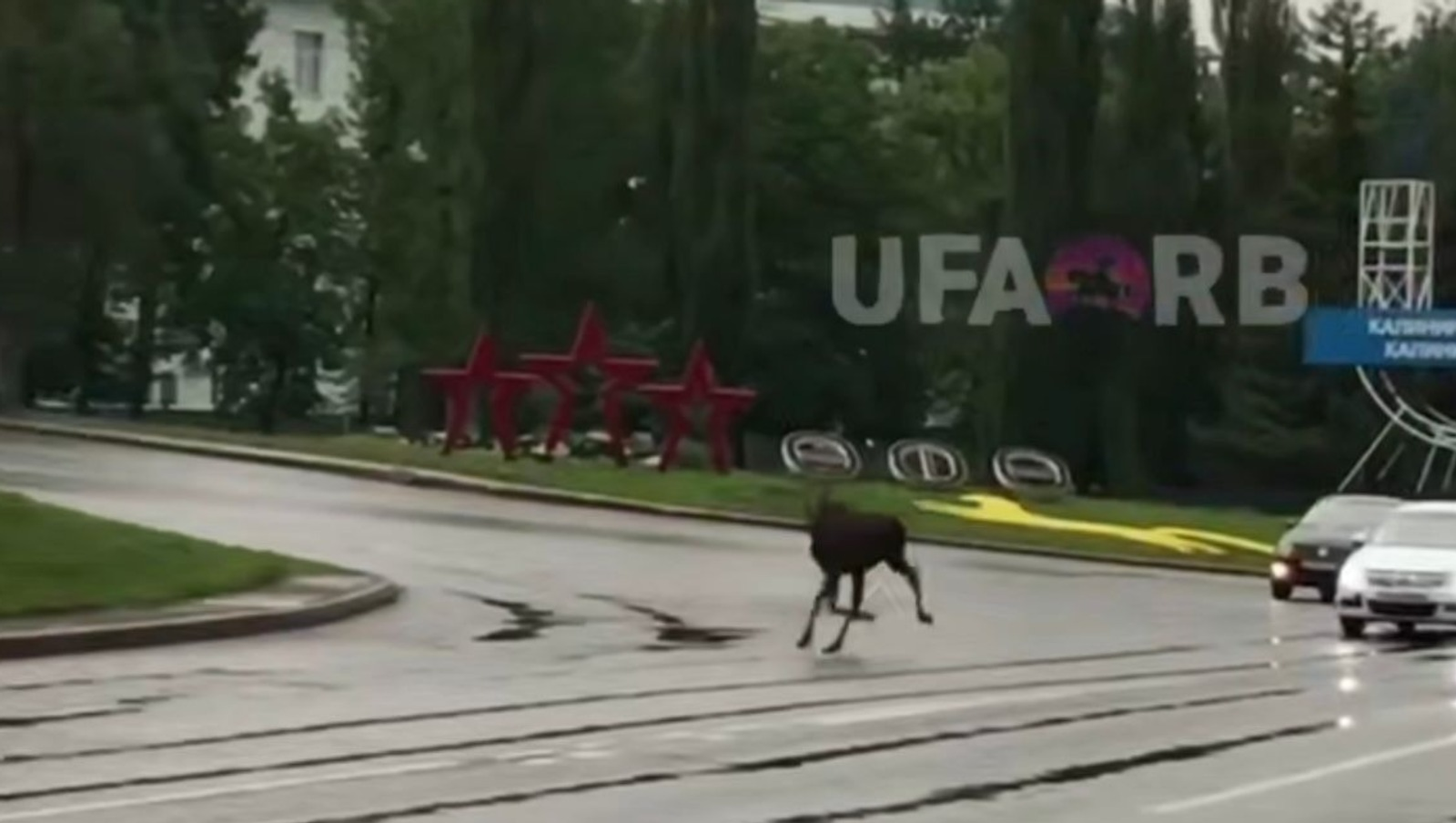 По улицам башкирской столицы бегал лось