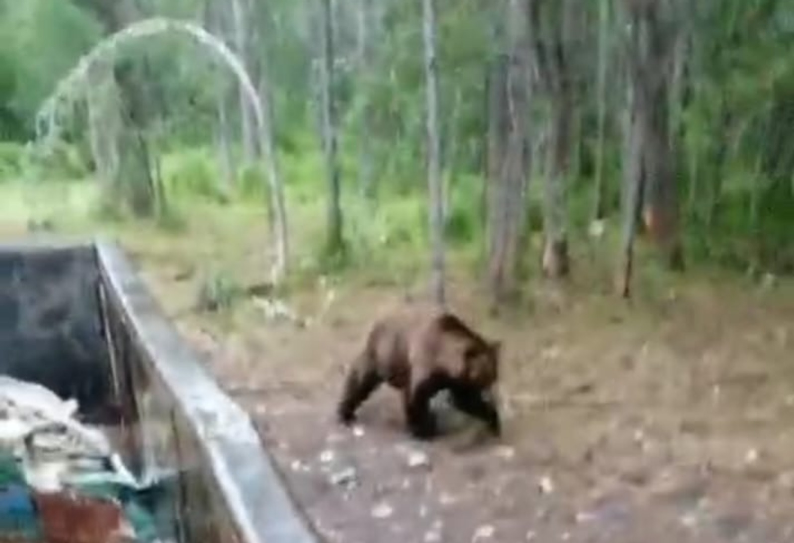 Это фейк: в сетях гуляет очередное видео с«башкирским» медведем