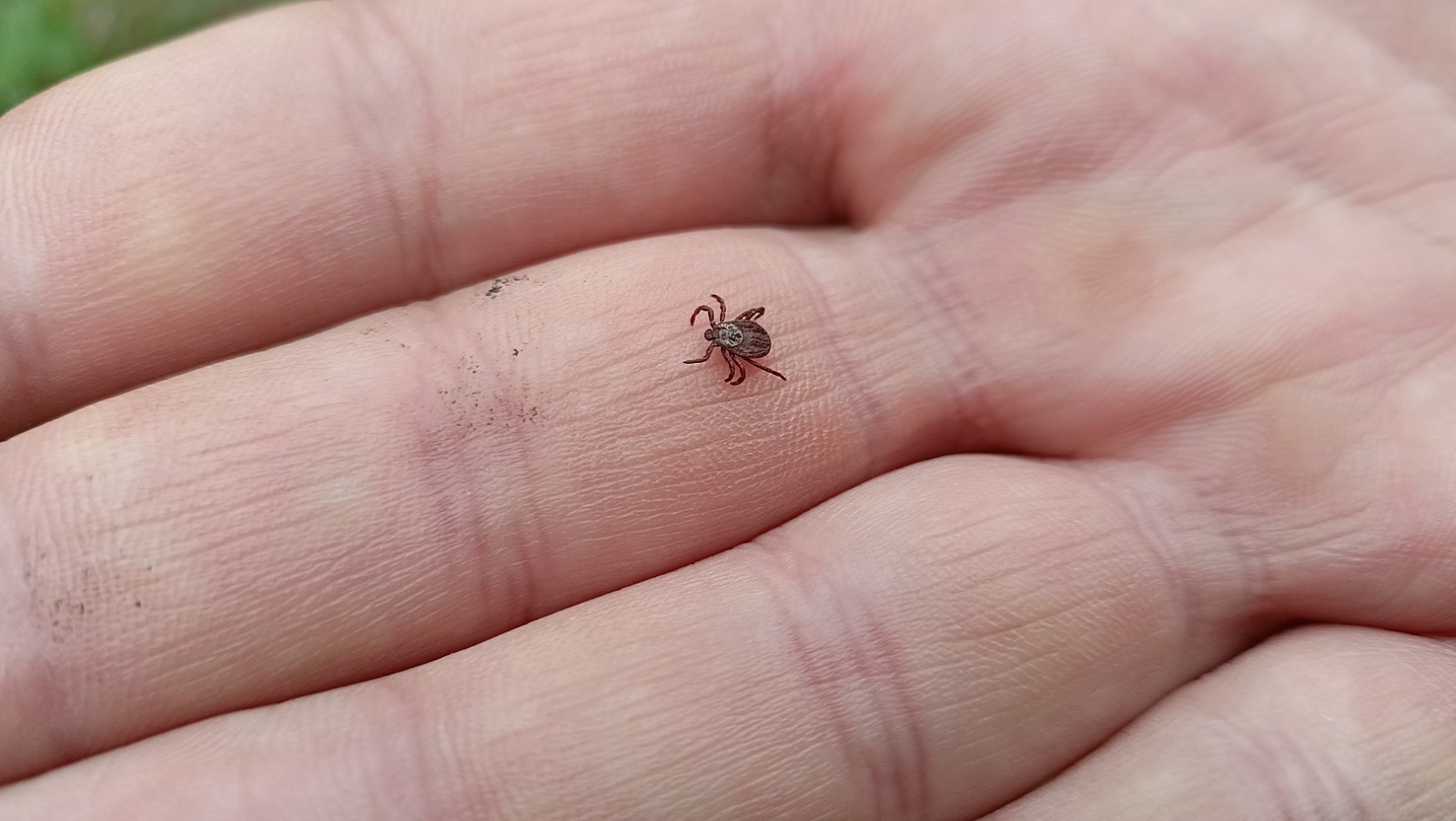 Что нужно знать, чтобы защититься от укусов клещей в Башкирии?