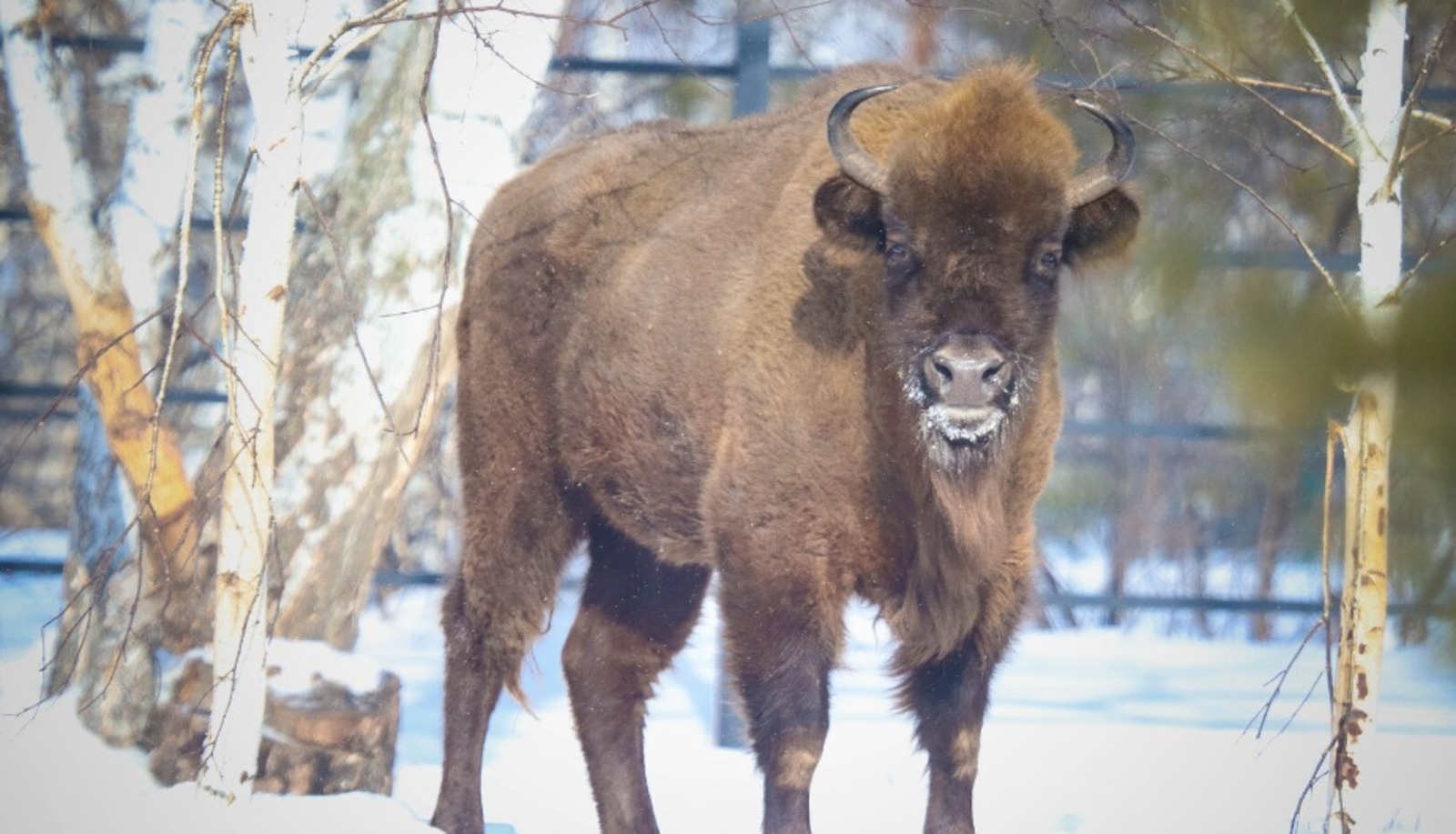 В Башкирии растёт стадо редких беловежских зубров