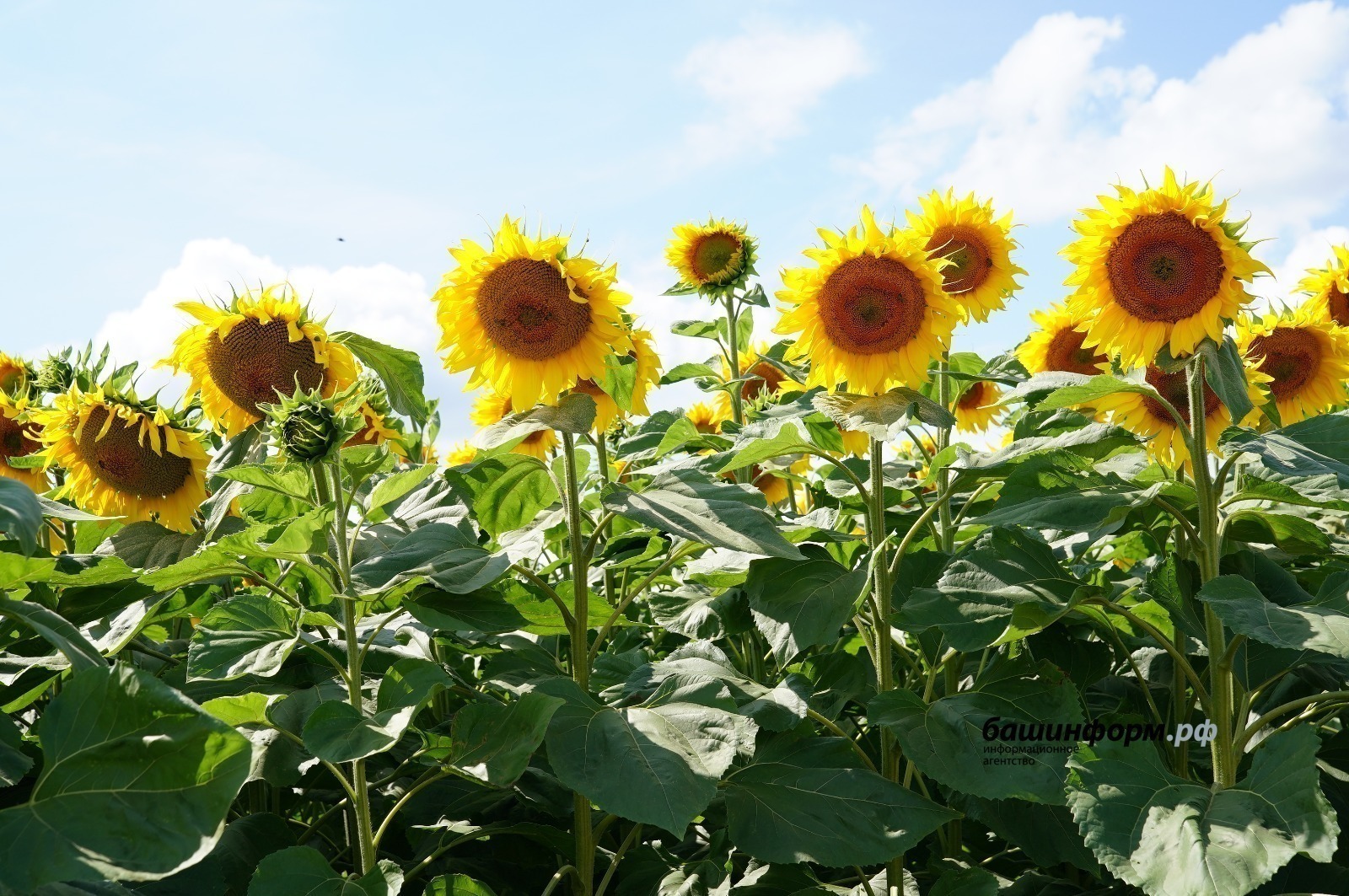 Башкирия поставила в Марокко крупную партию подсолнечного шрота