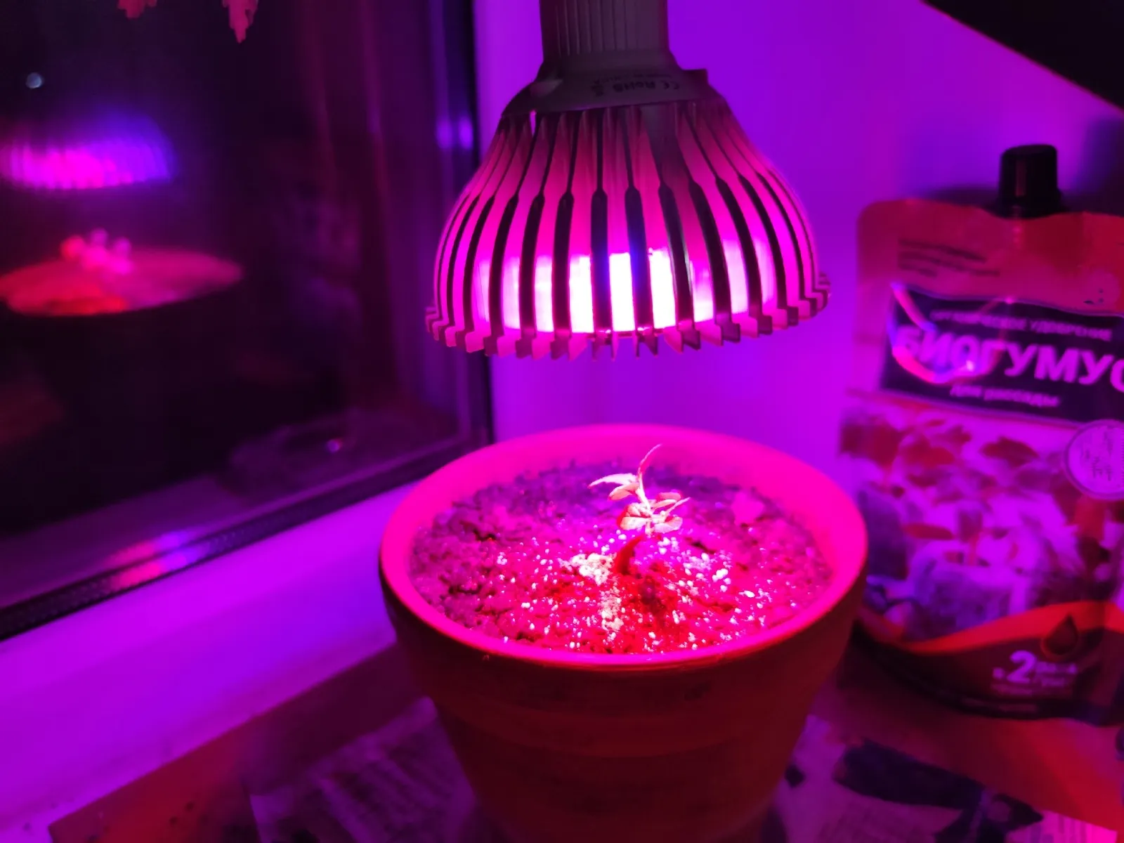 Секрет фитоламп: почему жители Башкирии полюбили розовый свет