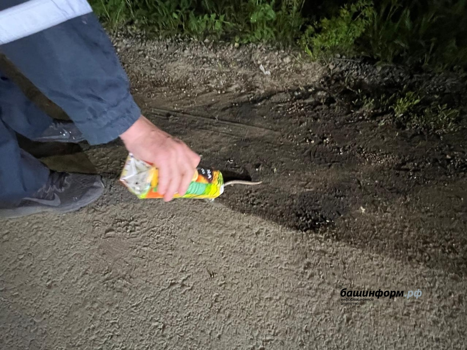 Нежданный гость: змея посетила дом в пригороде Уфы