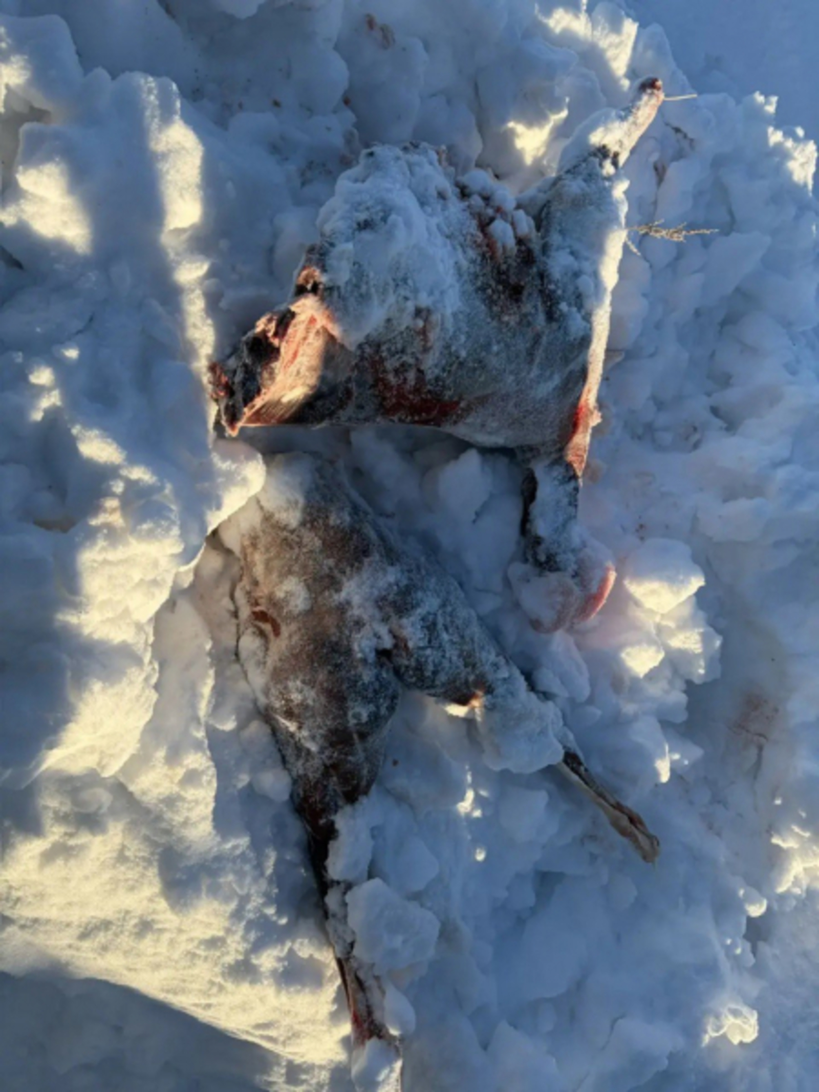 Житель Башкирии из охотничьего азарта пристрелил косулю