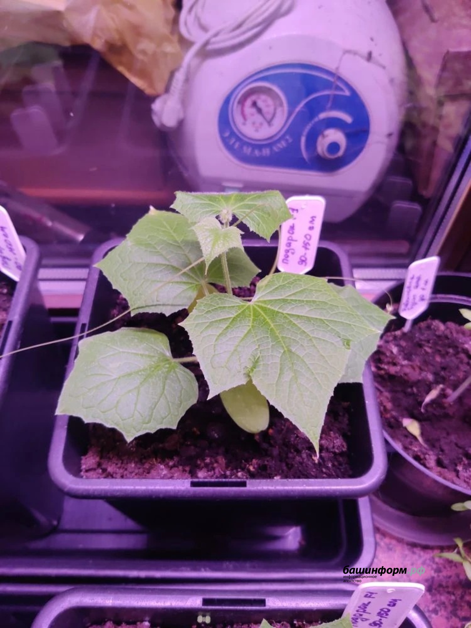 В обход высоких цен: жители Башкирии начали выращивать огурцы дома