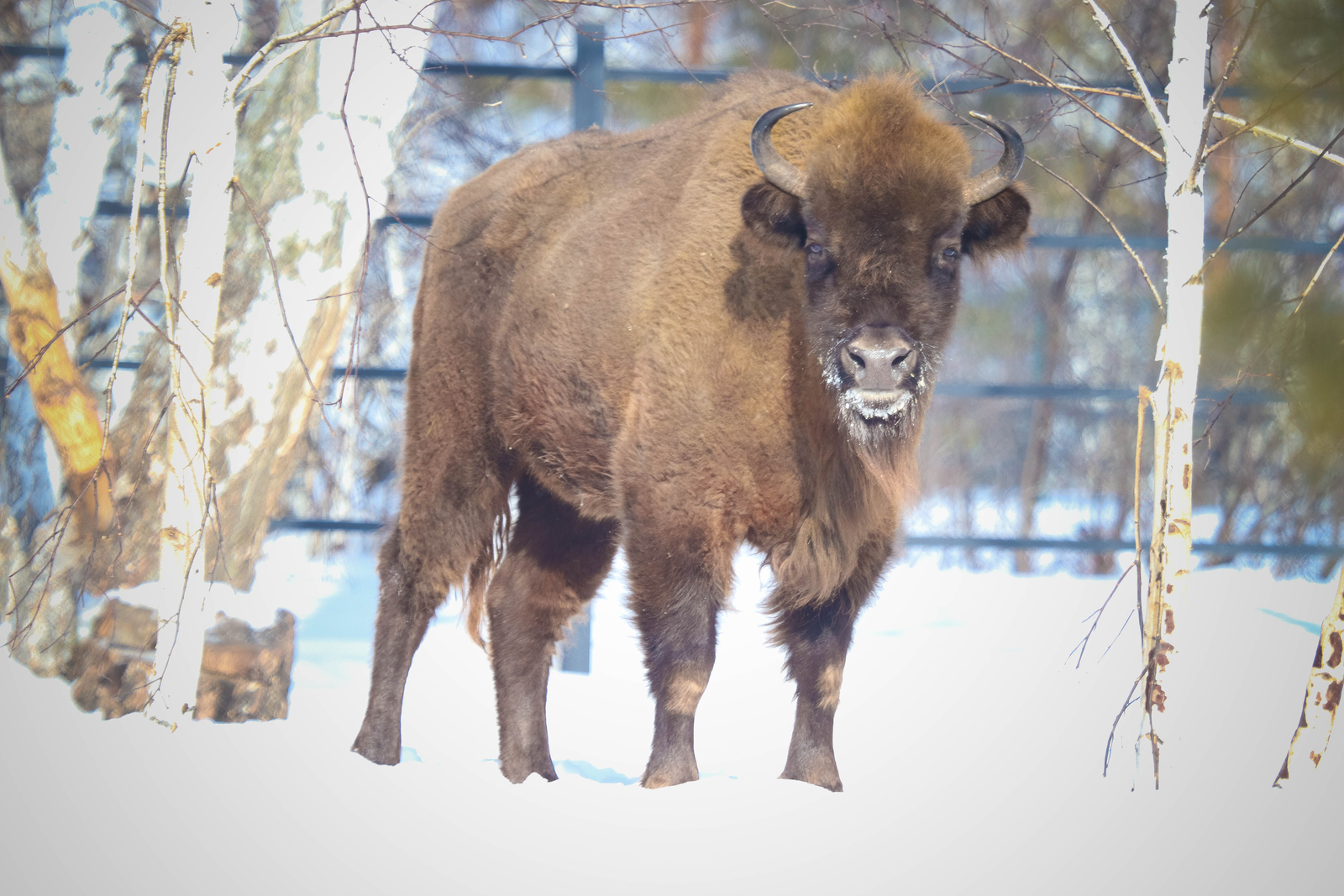В Башкирию хотят завезти еще девять зубров из Беларуси