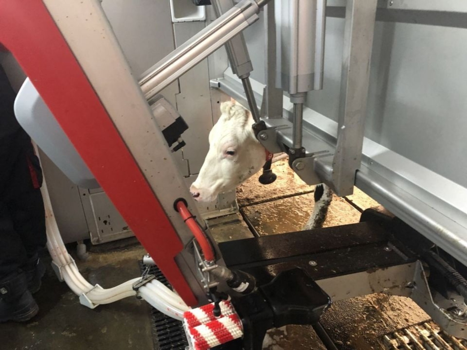 Молочные фермы Башкирии переходят на роботов