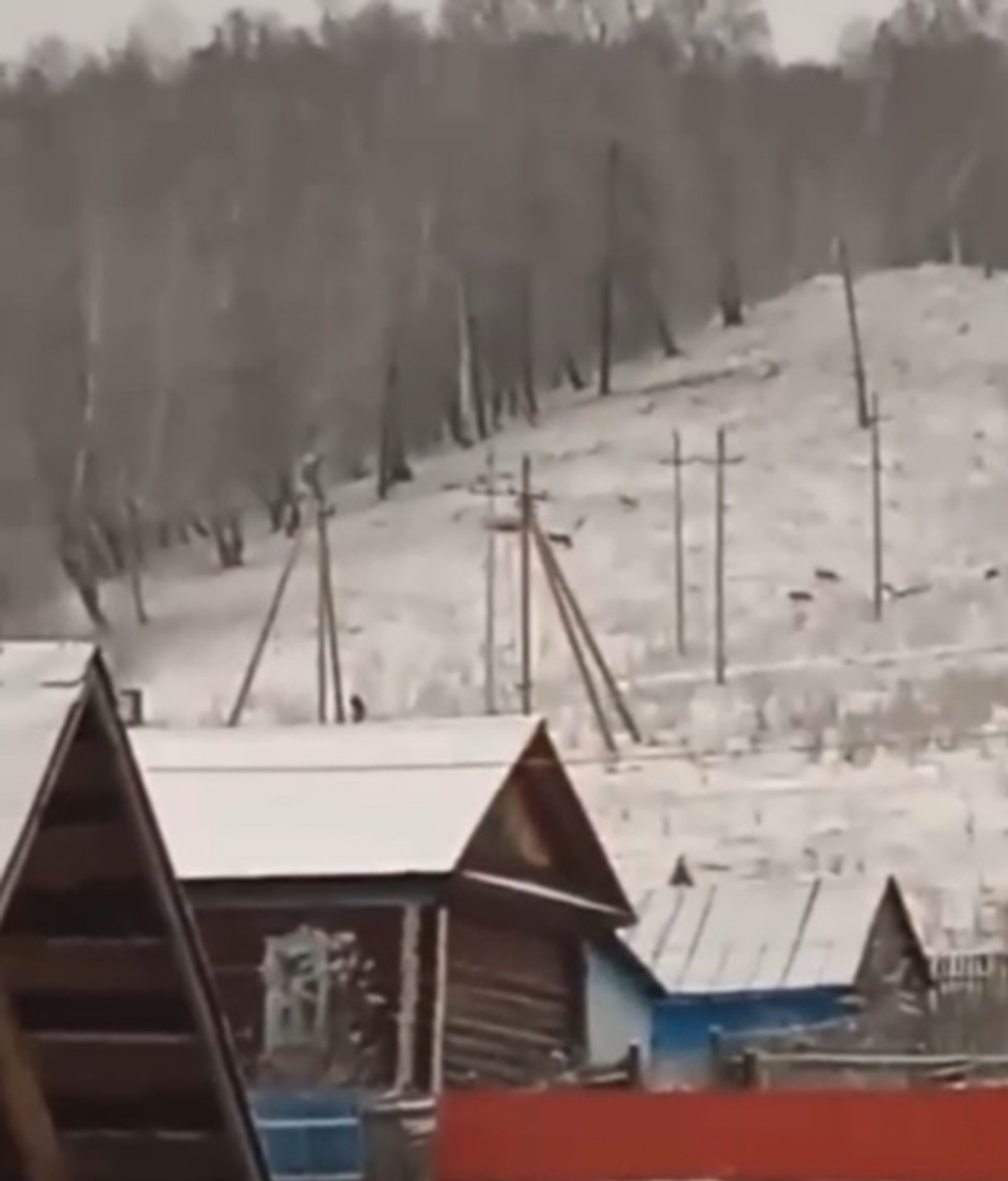 Волки совершили дерзкий обход деревни в Башкирии