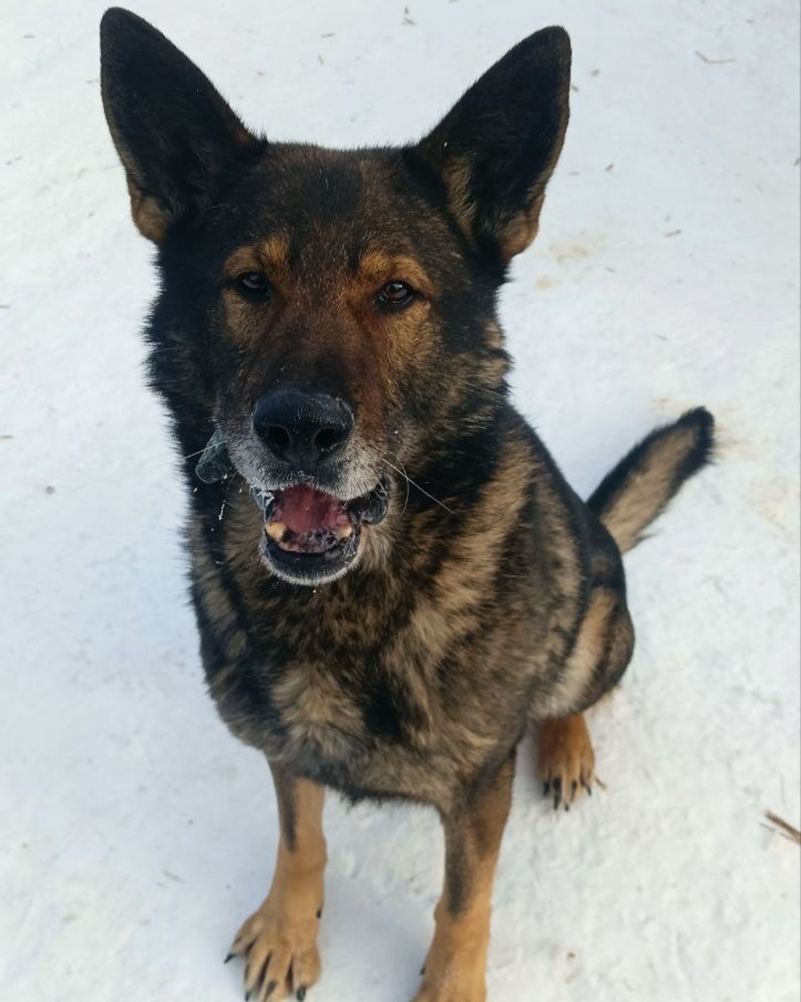 От службы - к семье: легендарный пёс Макс из Уфы ищет любящего хозяина