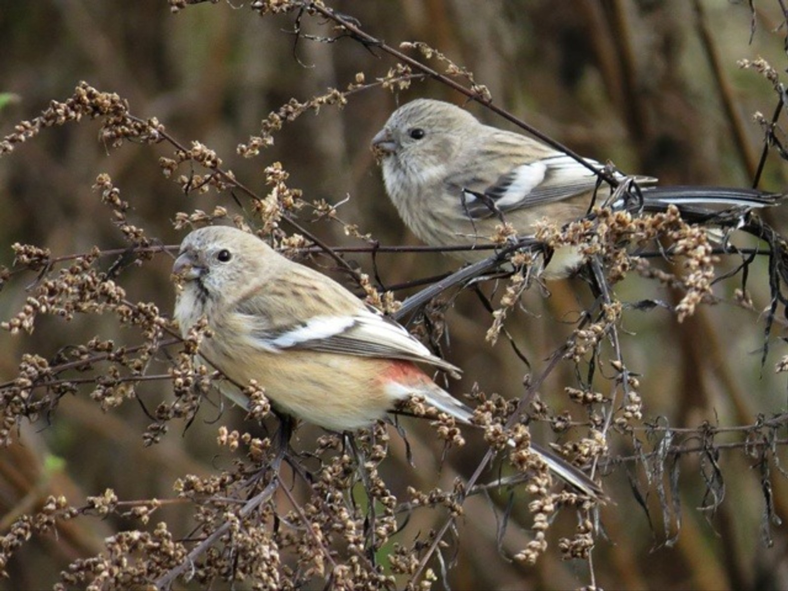 Уникальные снегири показались в Башкирии