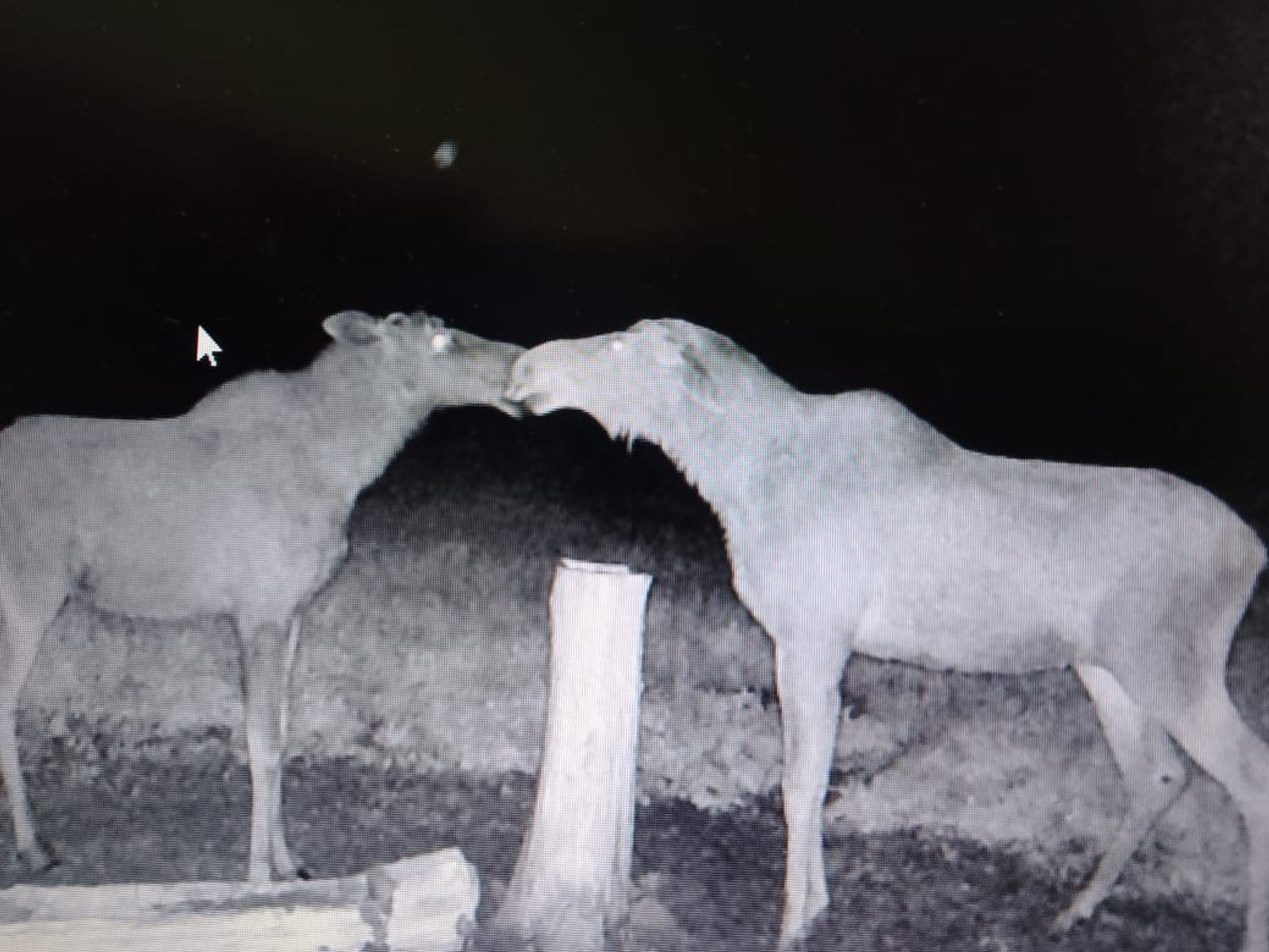 Мать и детёныш лося стали героями редкого кадра в Башкирии