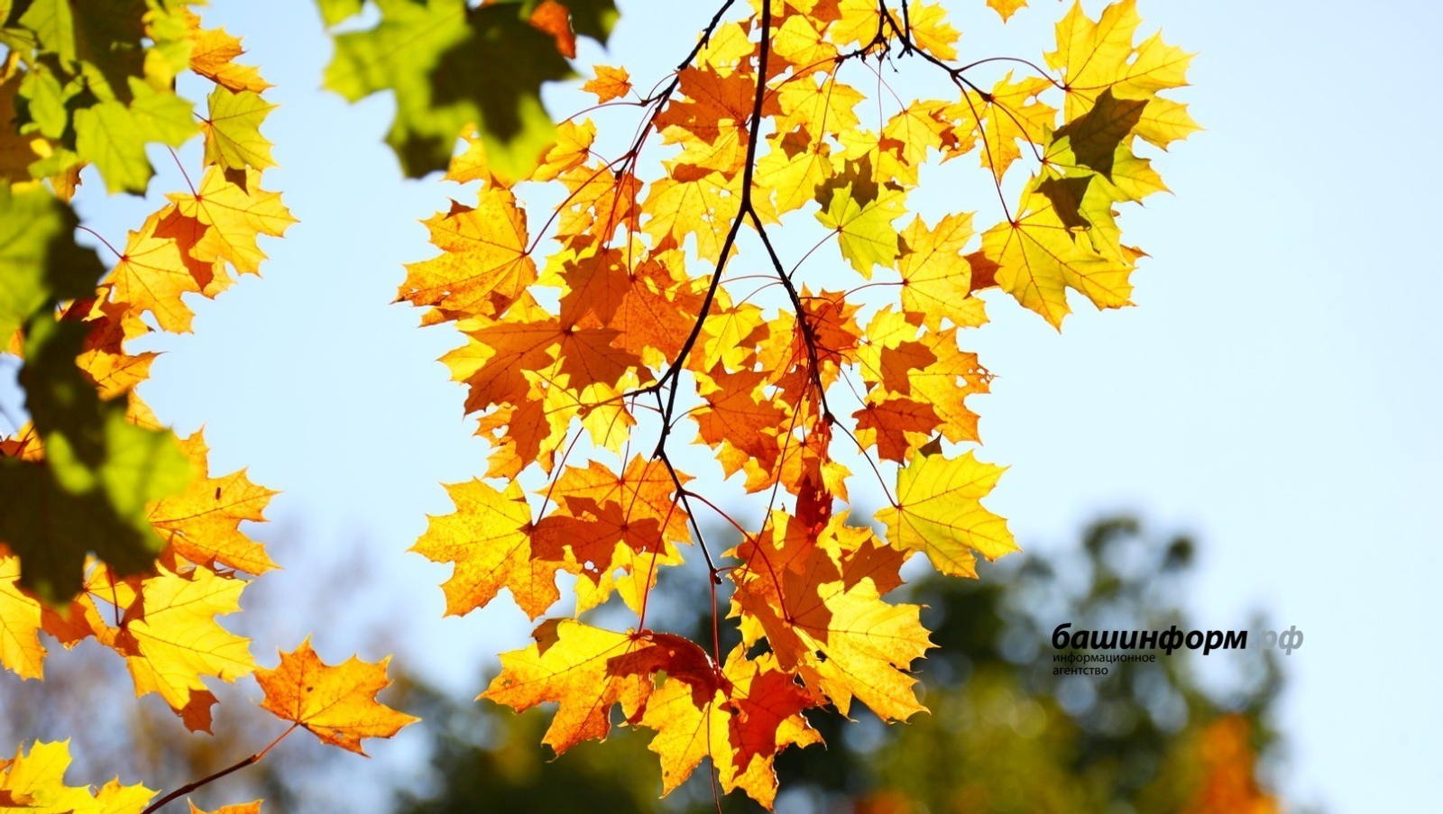 Когда и как правильно посадить озимый чеснок