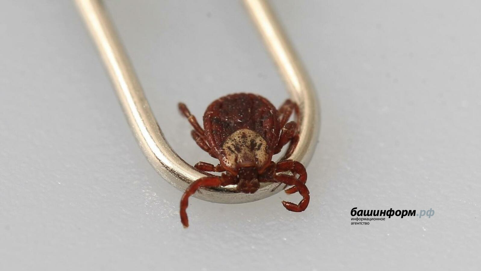 Клещи активизировались в Башкирии: советы экспертов