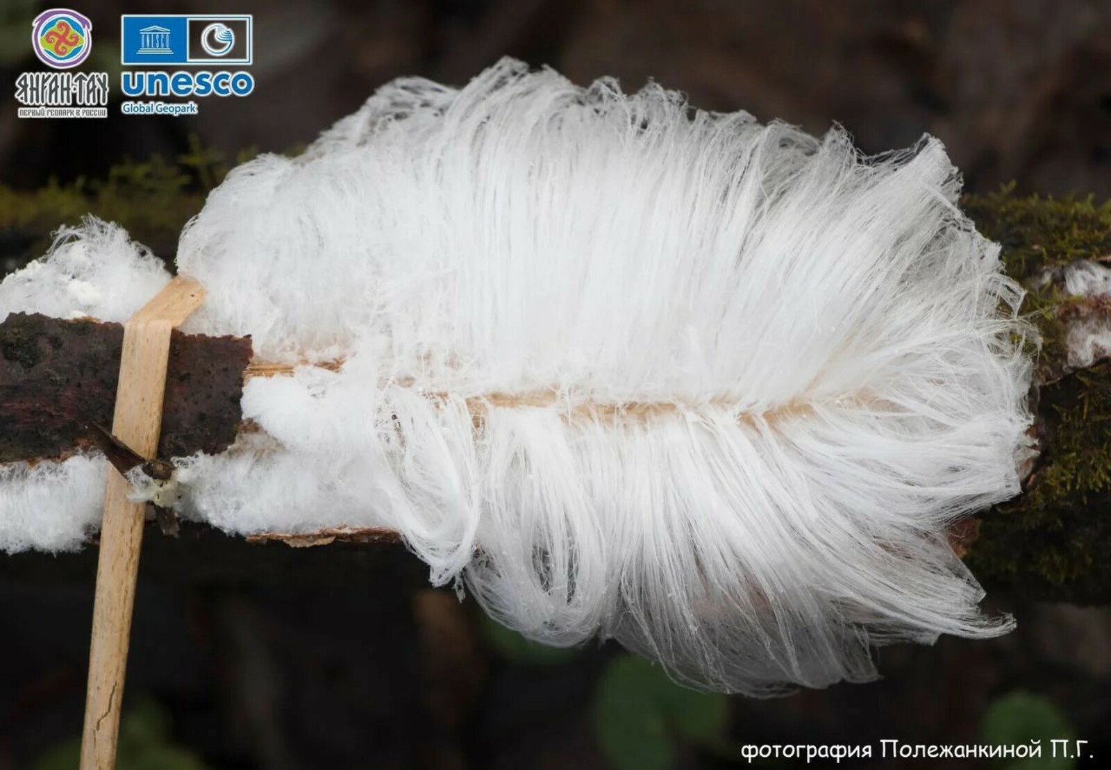 Волосатый лёд: редкое природное явление в геопарке «Янган-Тау»