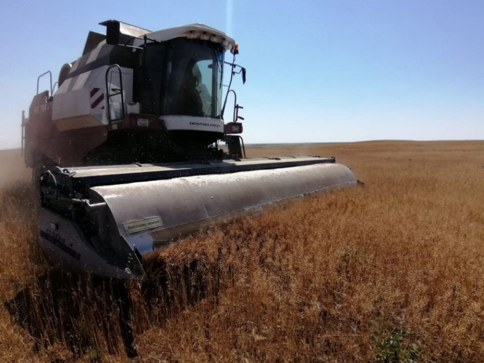 В шести районах Башкирии стартовала уборка урожая масличных культур