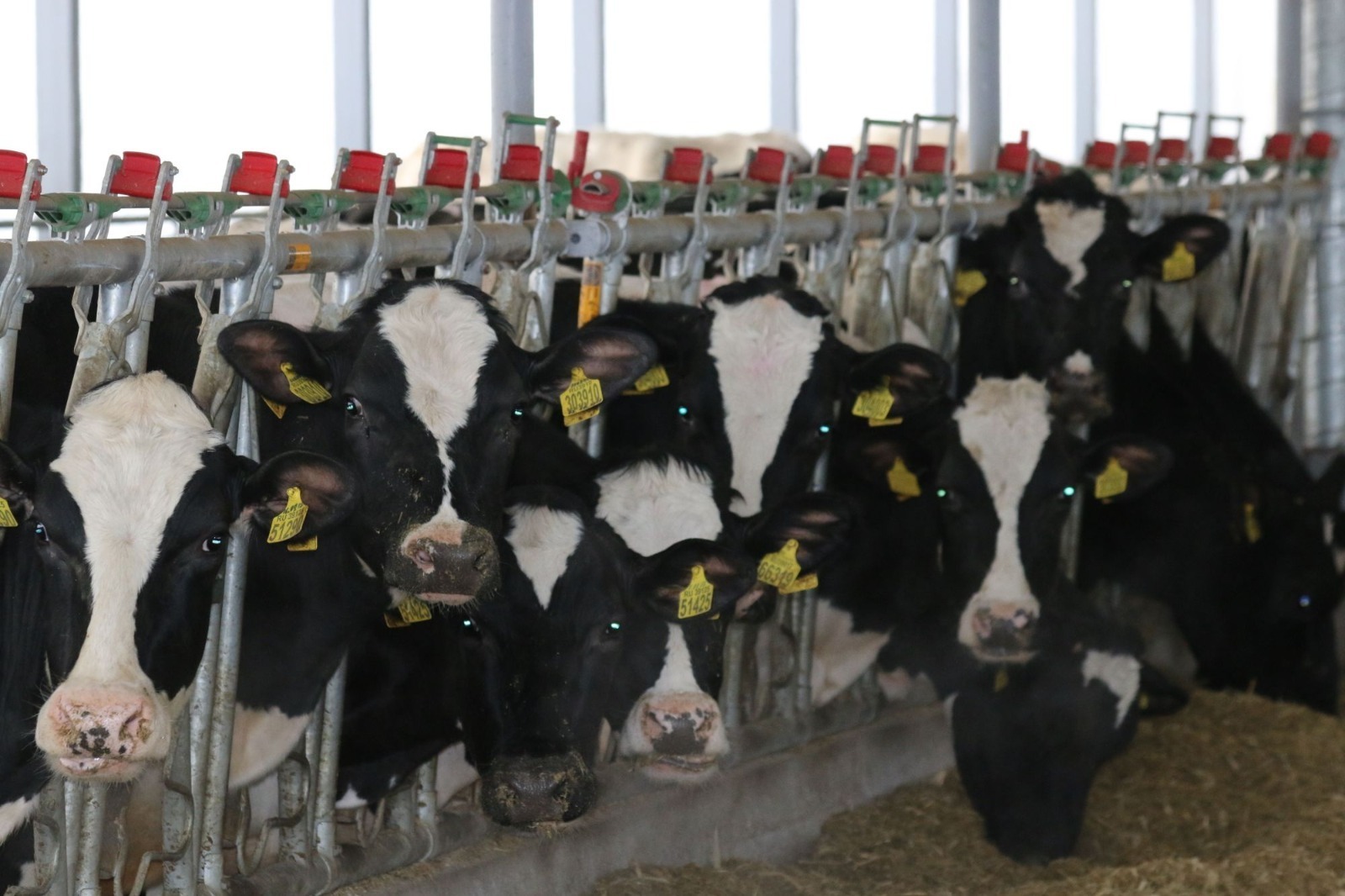 Племенные хозяйства Башкирии производят половину молока региона