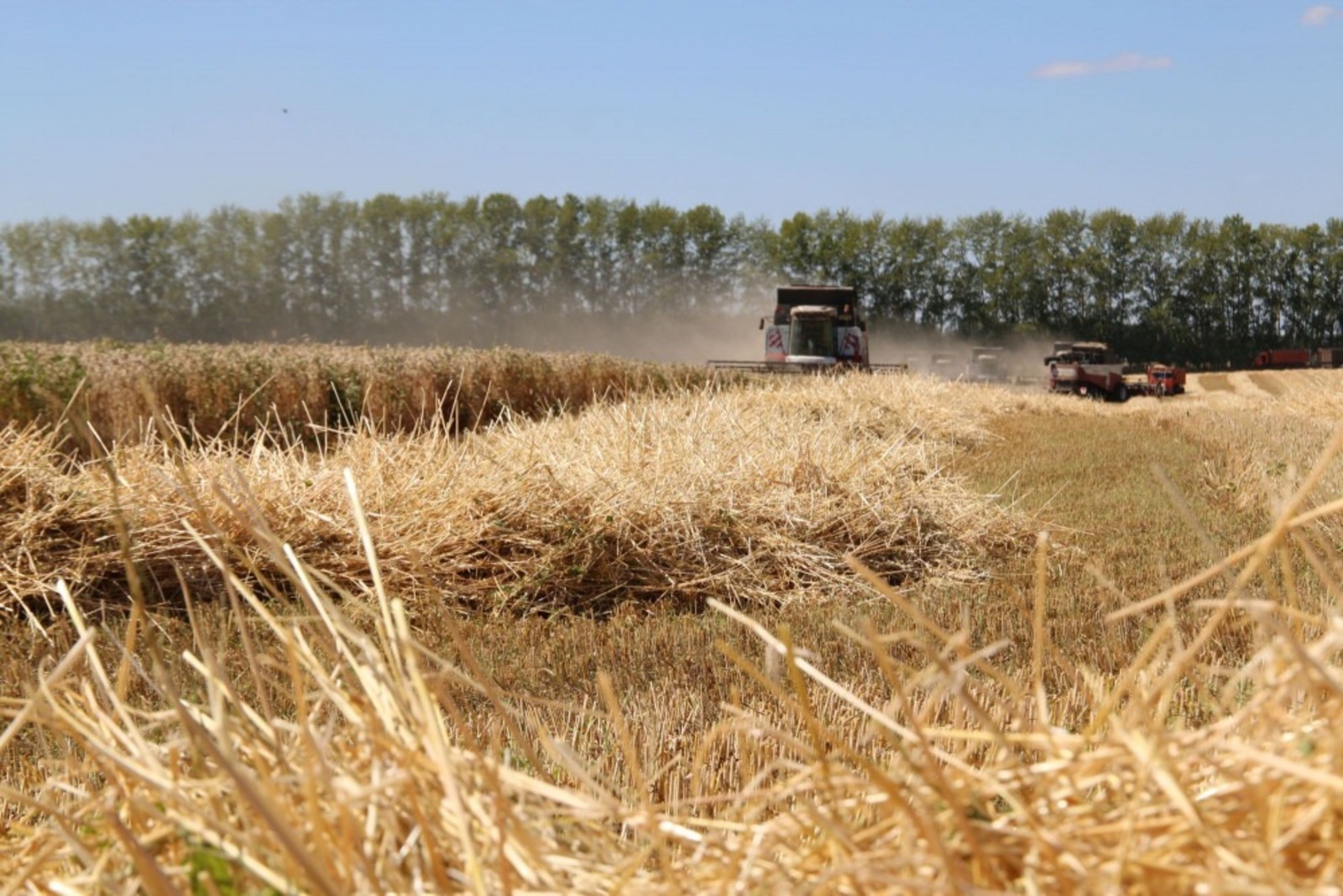 В Башкирии урожайность озимых составила 32,8 центнера с гектара