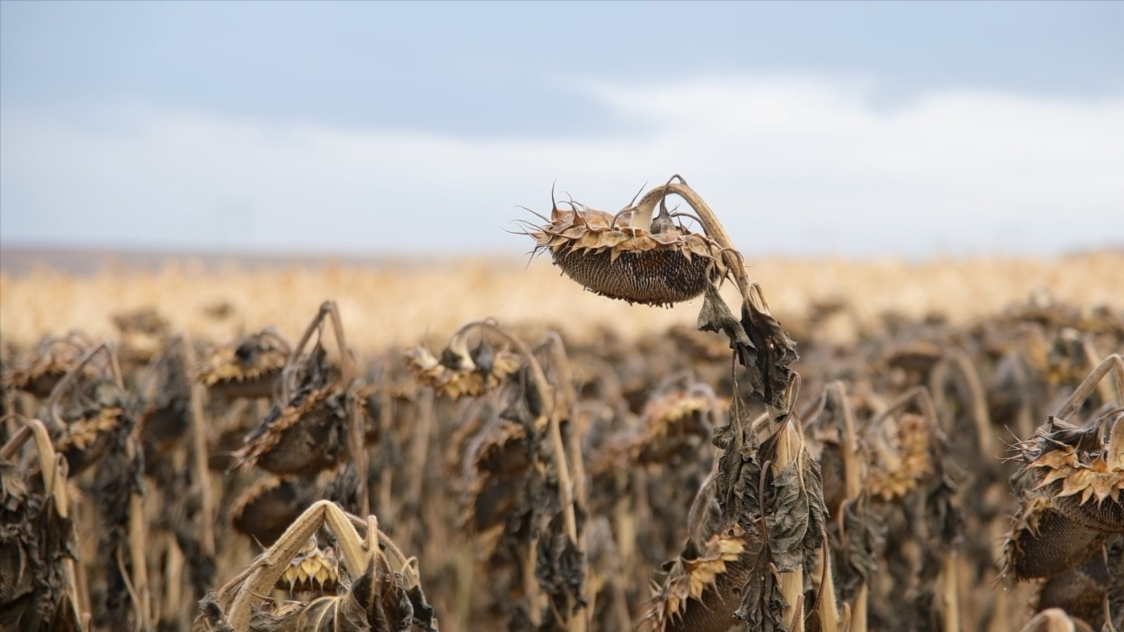 Посевы масличных культур увеличатся в Башкирии
