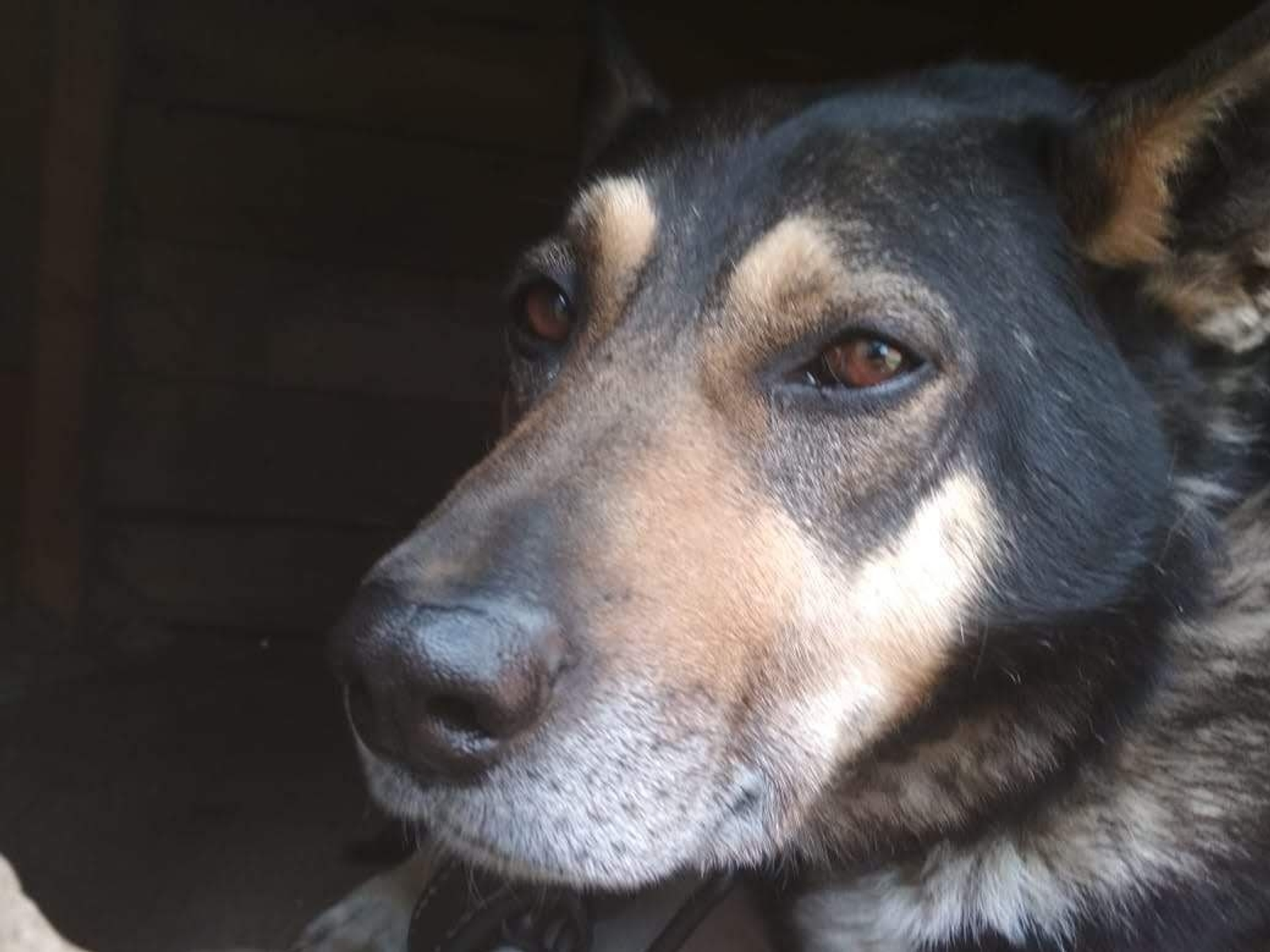 В Башкирии усилят заботу о животных