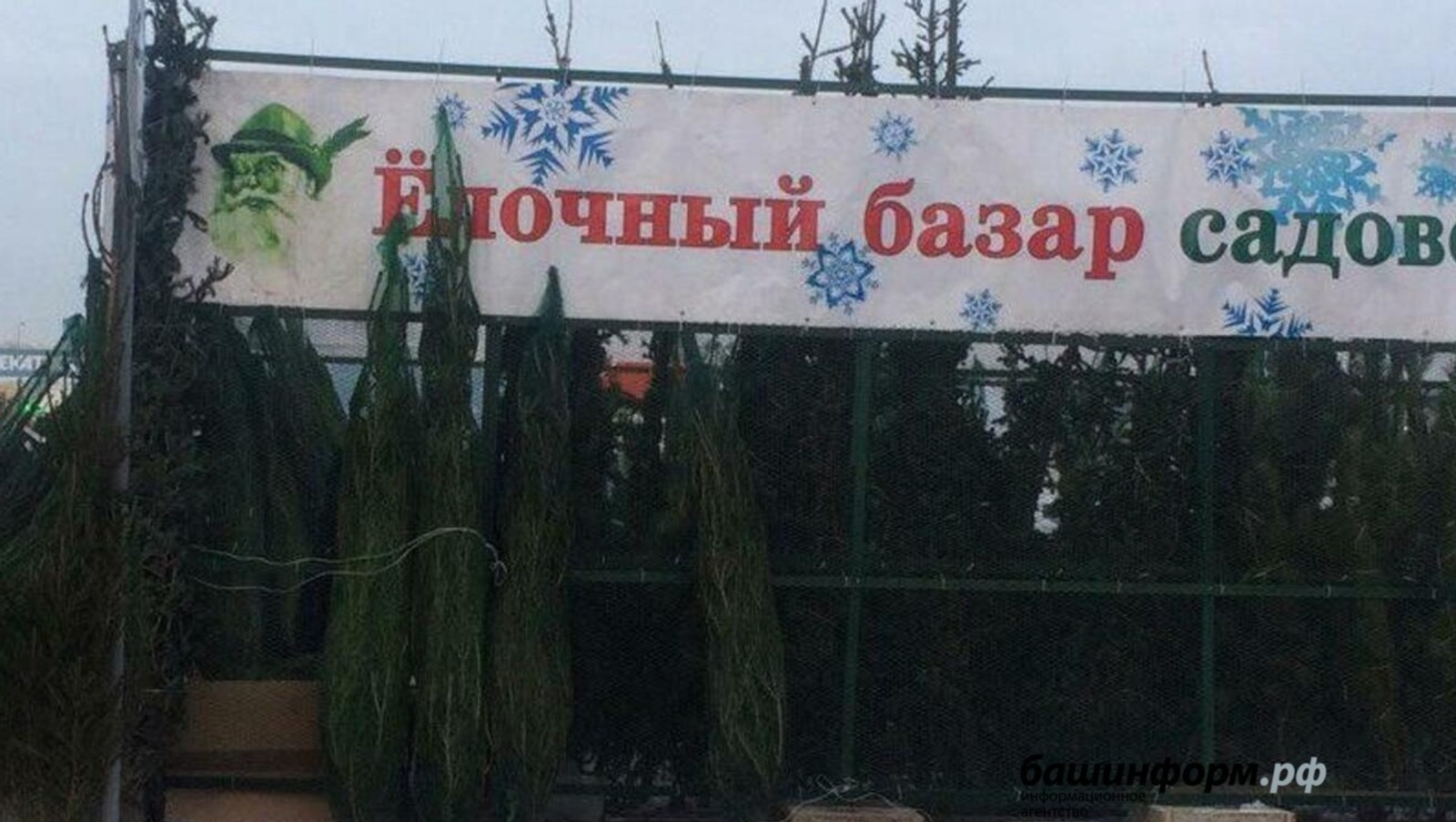 Башкирия дарит праздник: начались масштабные поставки новогодних деревьев