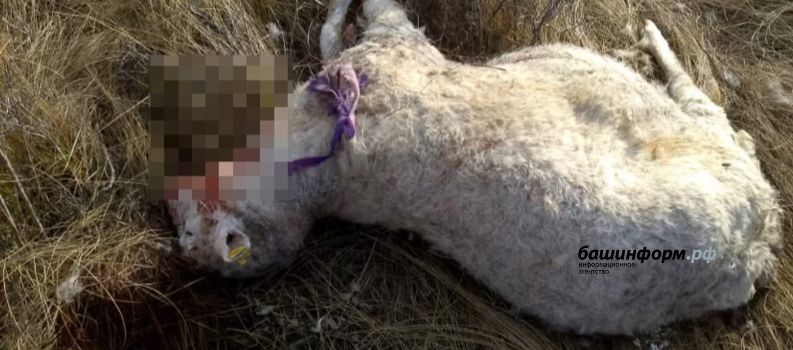 Волки растерзали овец в башкирской деревне