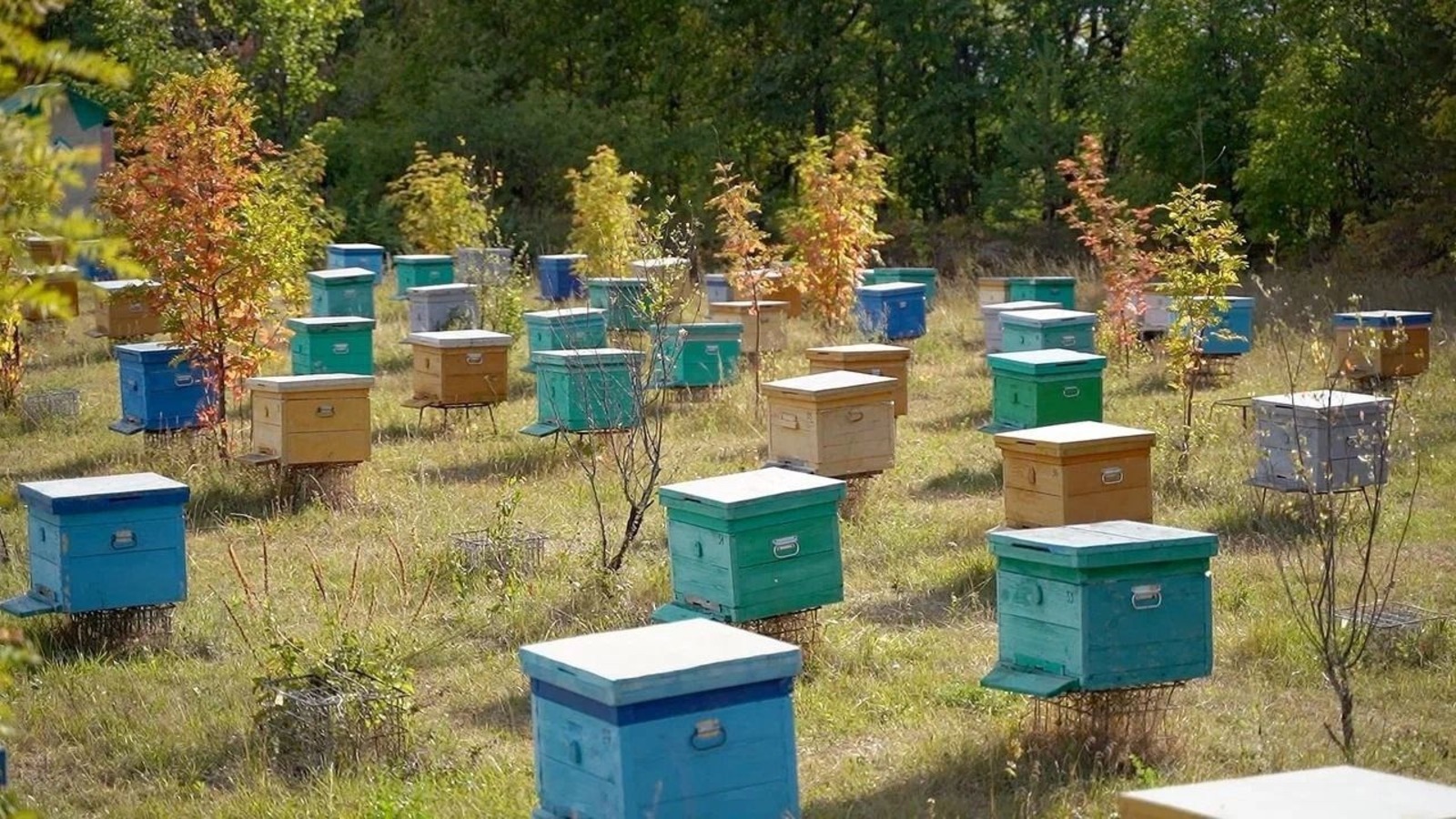В Башкирии будут проводить молекулярно-генетическую экспертизу пчел и меда