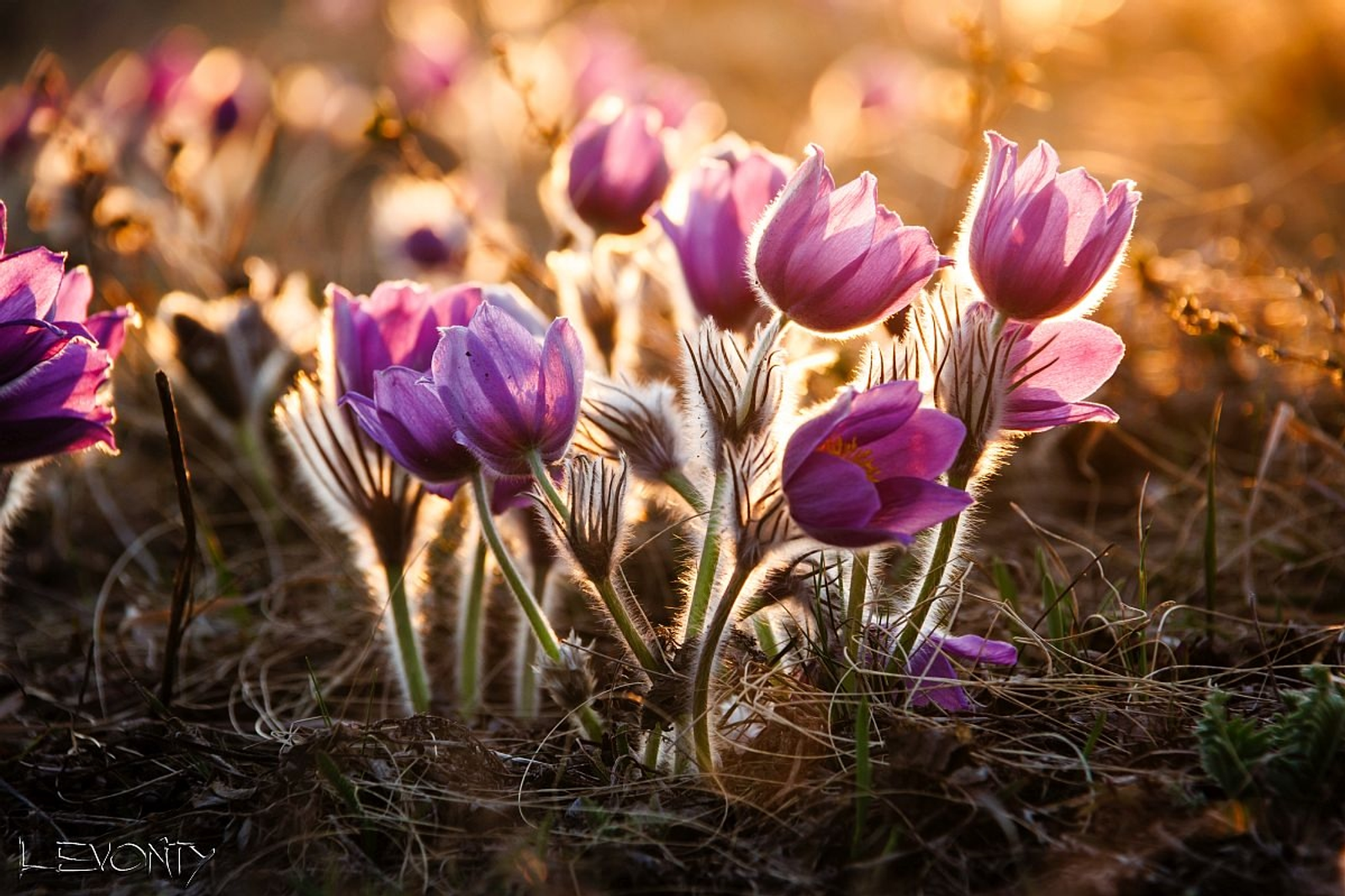 Поляна первоцветов