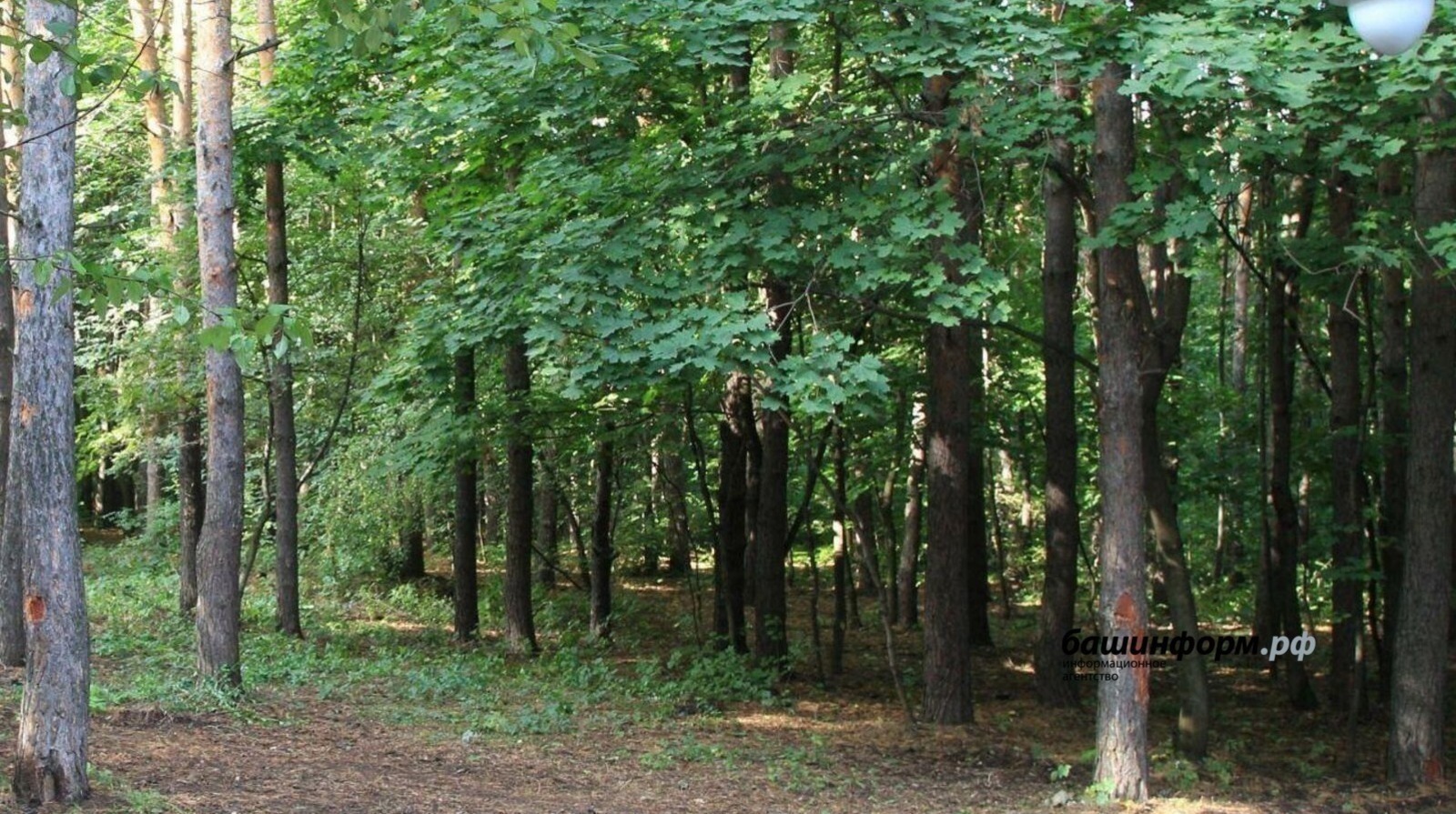 В Башкирии высадили свыше 10 миллионов деревьев