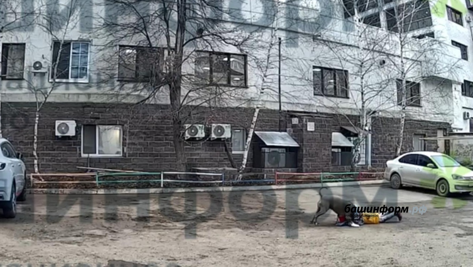 Американский булли напал на ребенка во дворе дома в Уфе