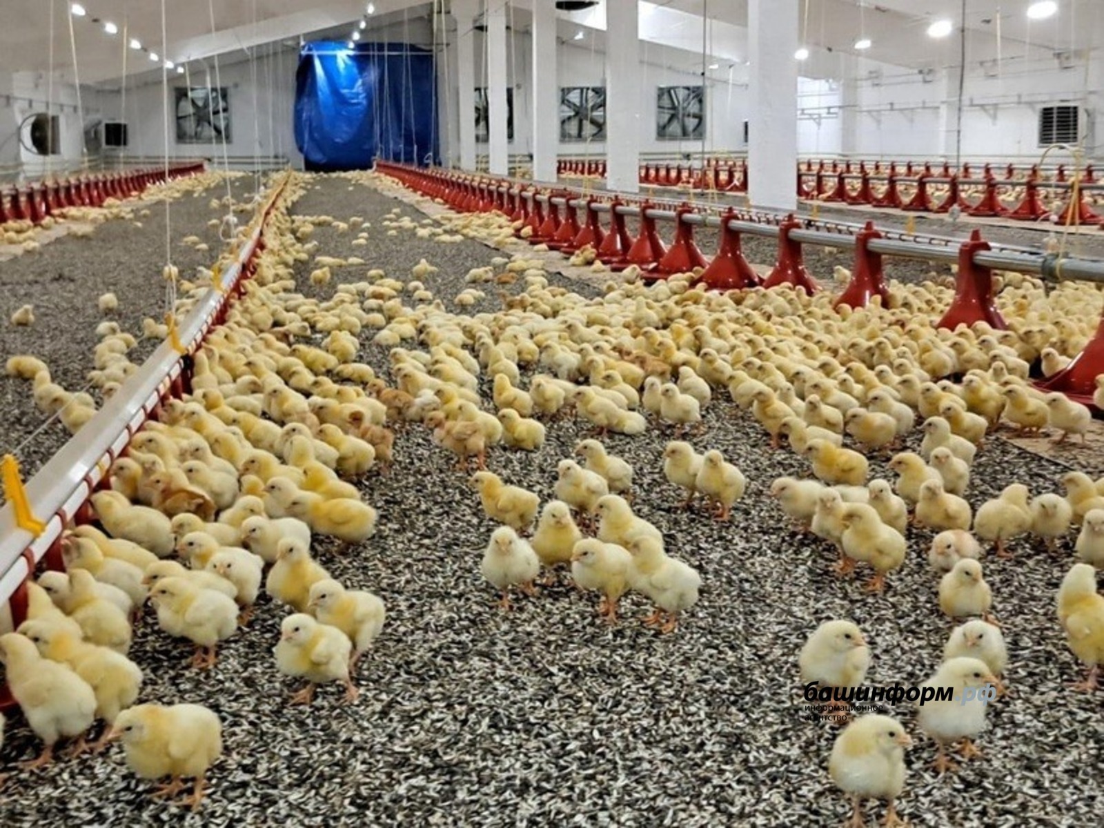 Новейший цех птицефабрики «Чермасан» заработал в Башкирии. Всё мясо – халяль!