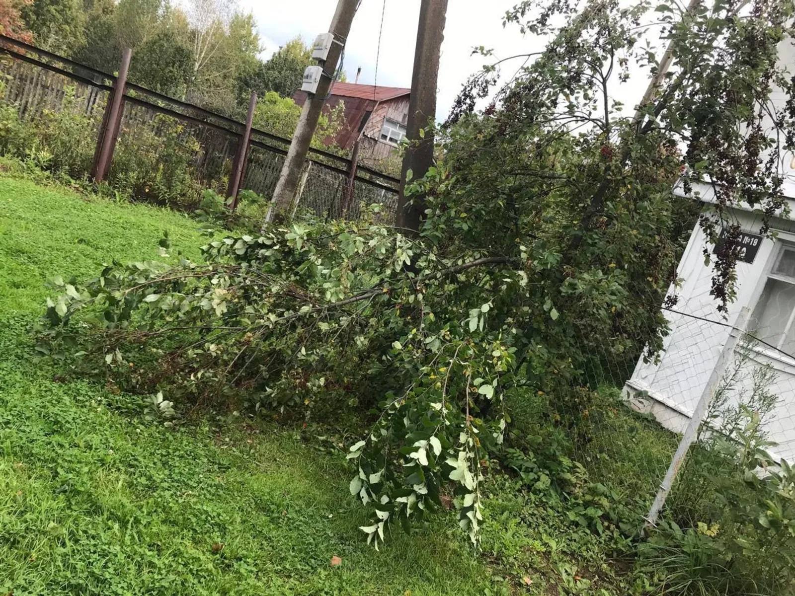 В Башкирии медведи уже на пороге: опасности близких встреч в садах под Уфой