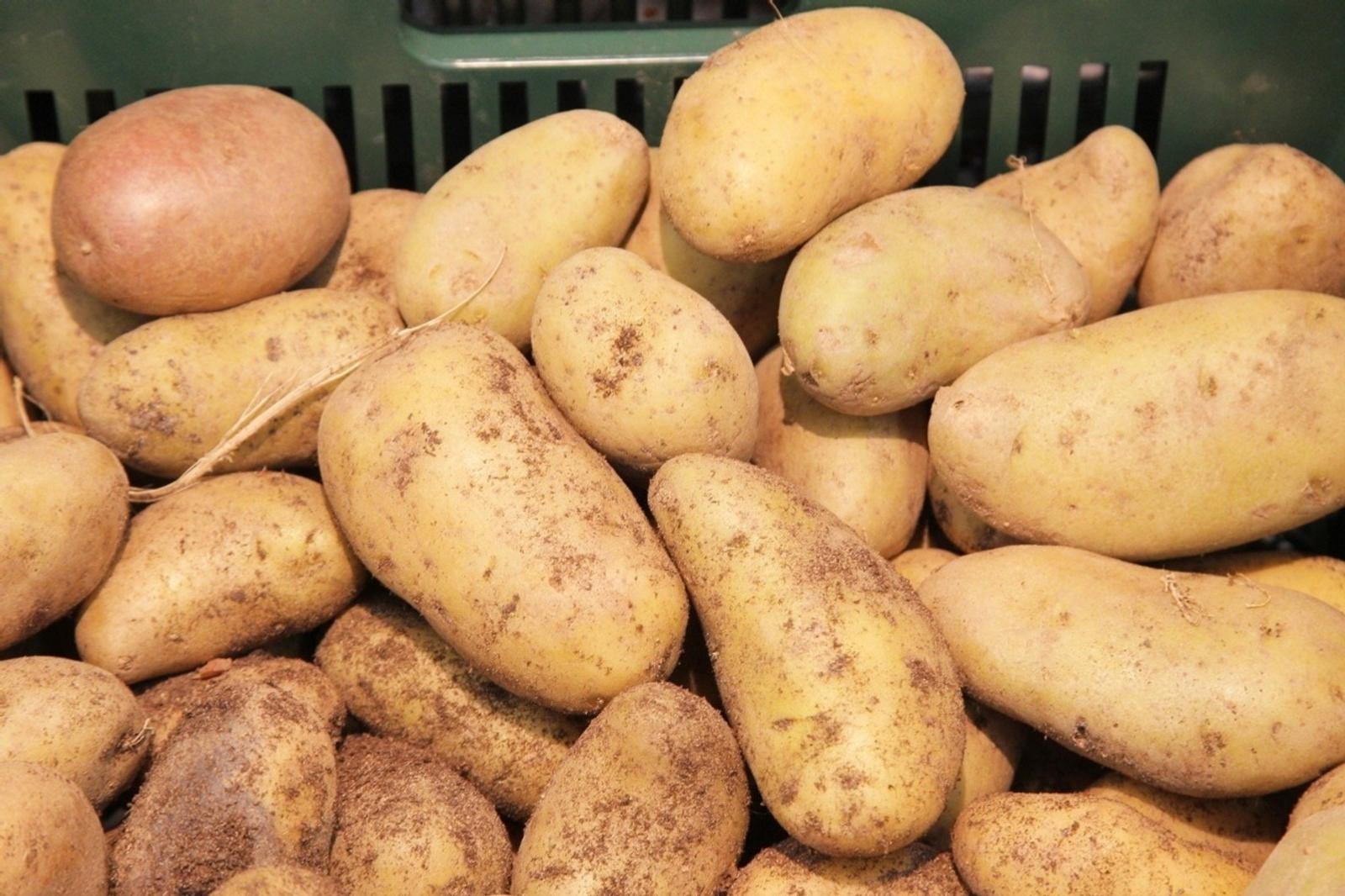 Стало известно когда сажать картофель: советы учёного из Башкирии