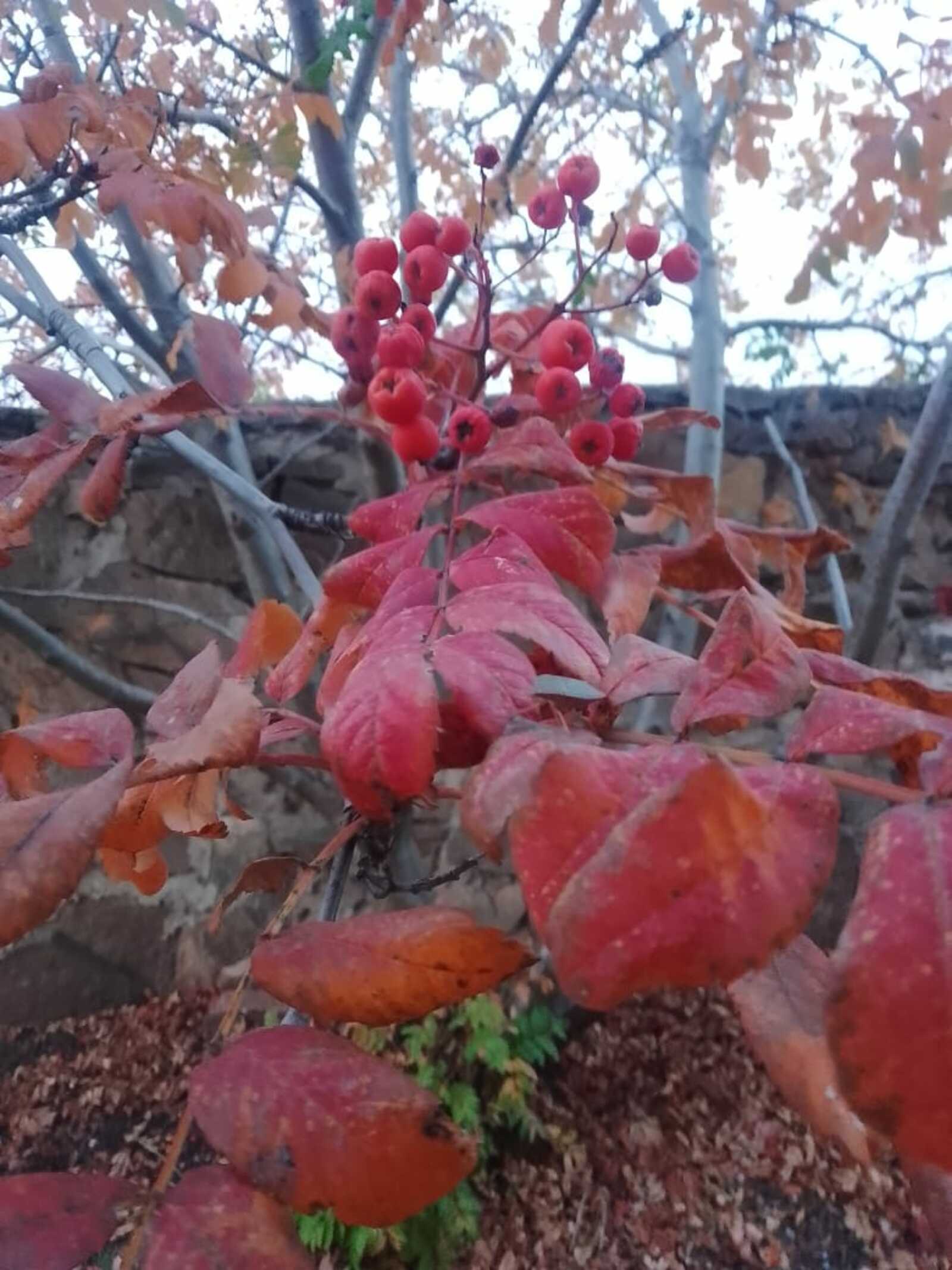 Именное дерево в знак любви и заботы о родном Кумертау