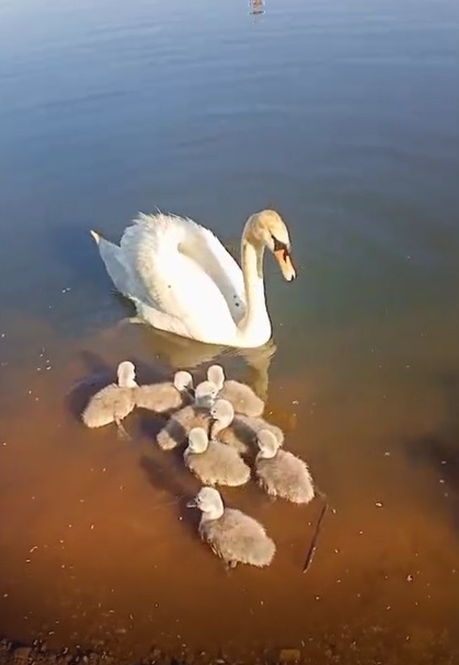 В одном из сёл Башкирии жители засняли лебединое семейство