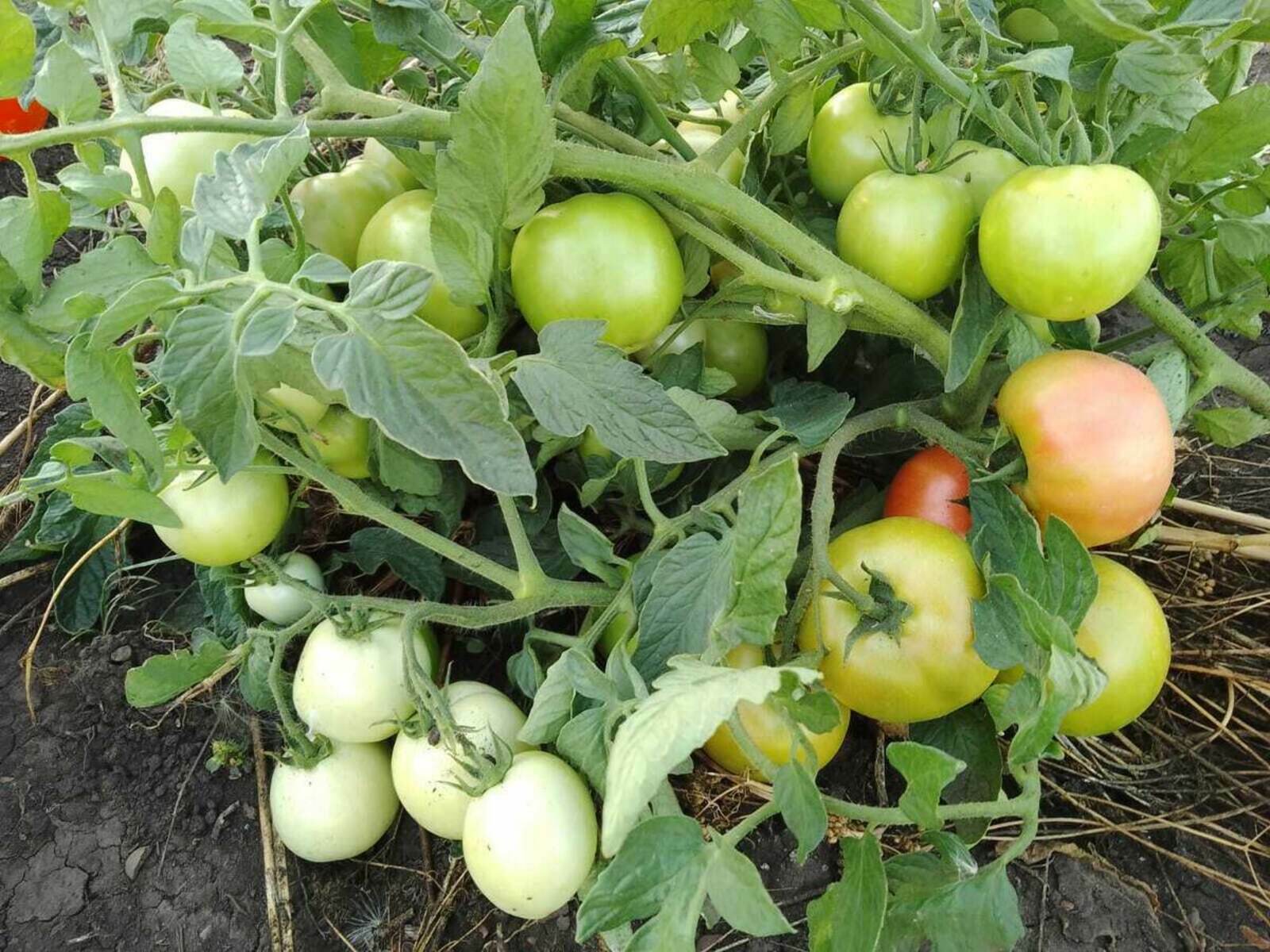 Когда сеять томаты и баклажаны: лунный календарь на февраль