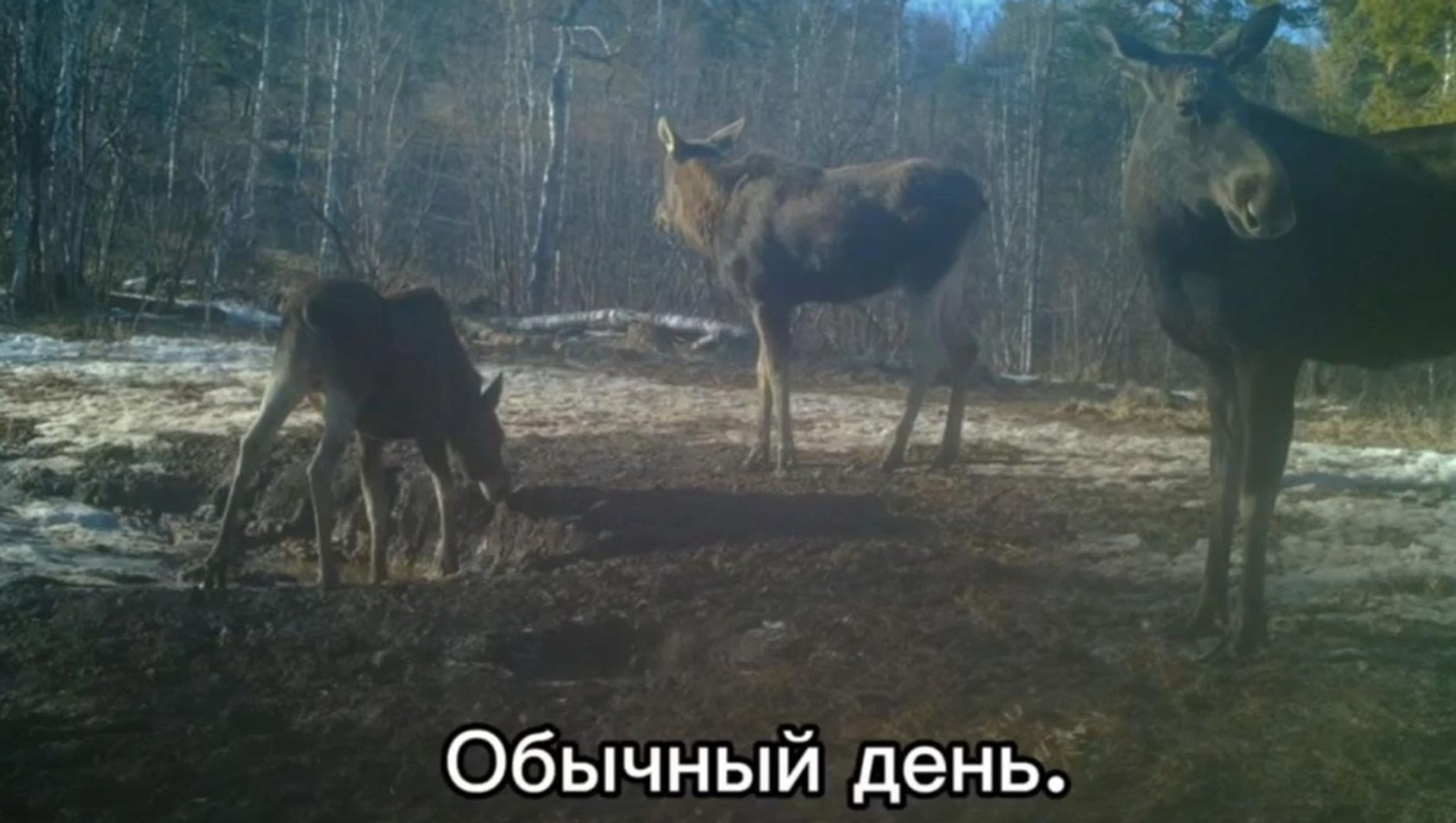 Лосиная идиллия в заповеднике Башкирии