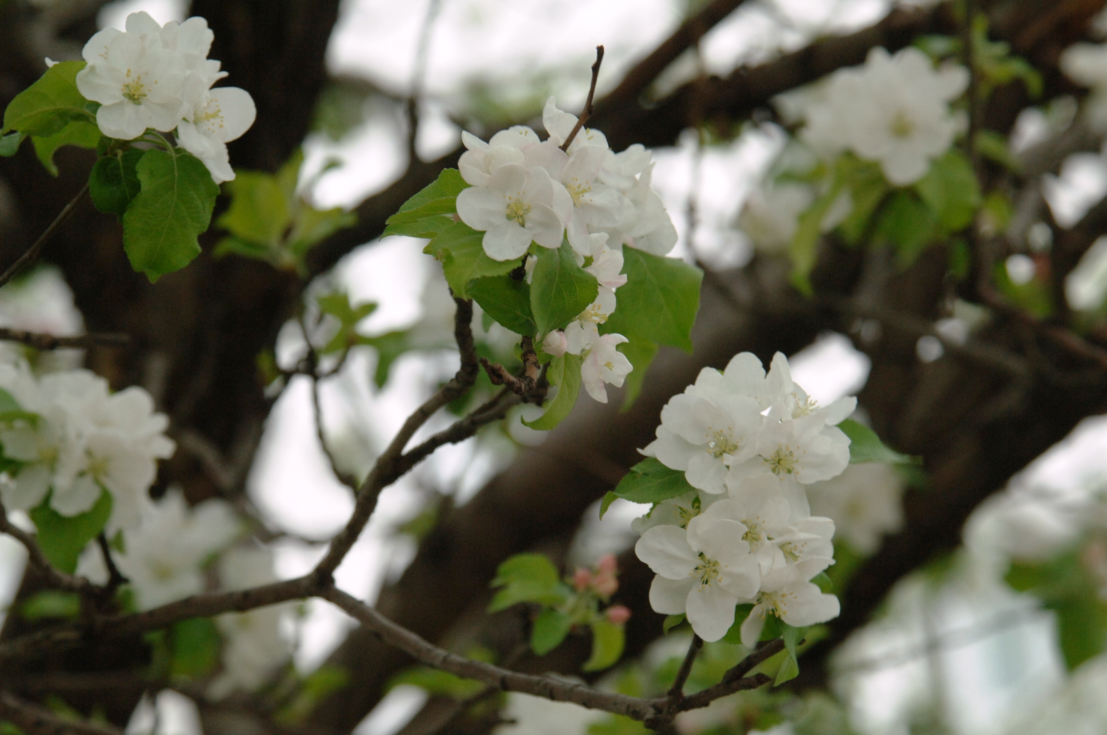 Стали известны даты самых длинных выходных