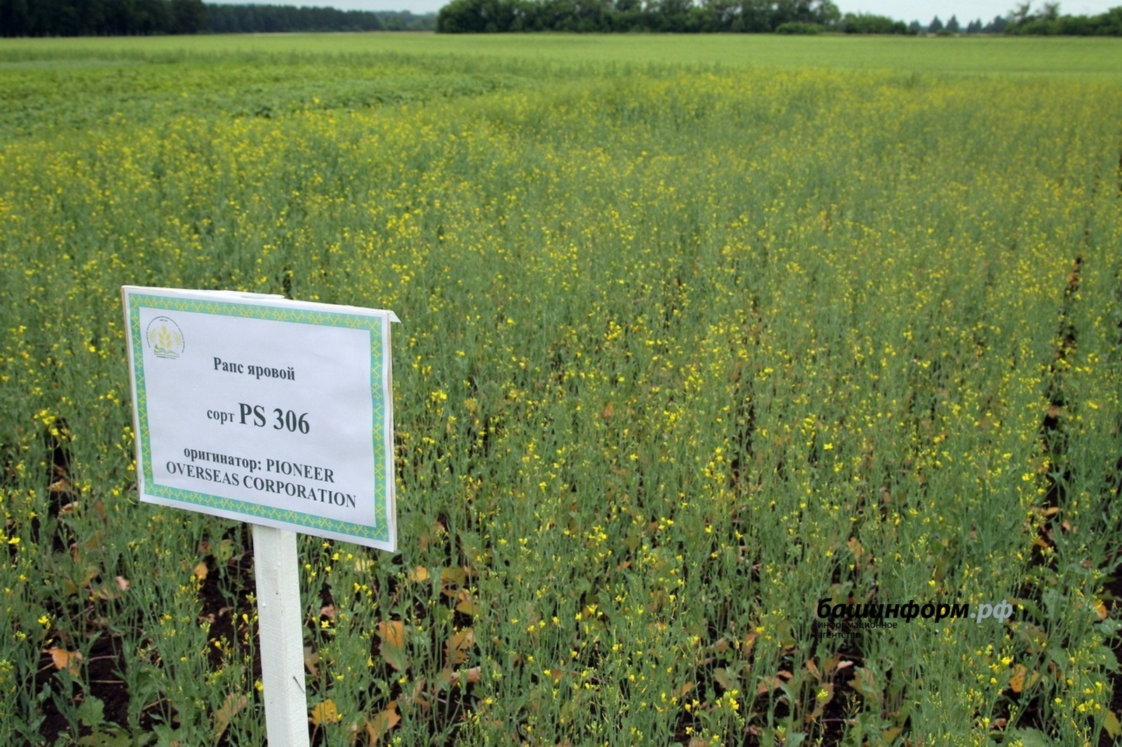 Рапсовое масло из Башкирии стало хитом в Китае