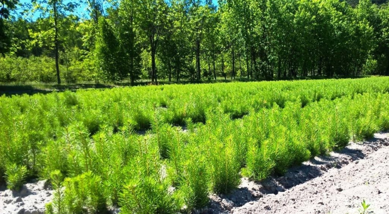 Лесхоз Башкирии рассказал о темпах восстановления лесов в регионе