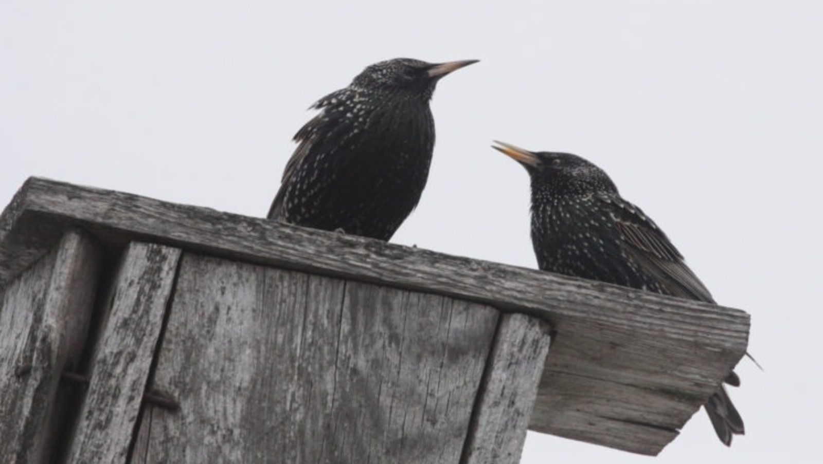 Первых скворцов уже заметили на границах Башкирии