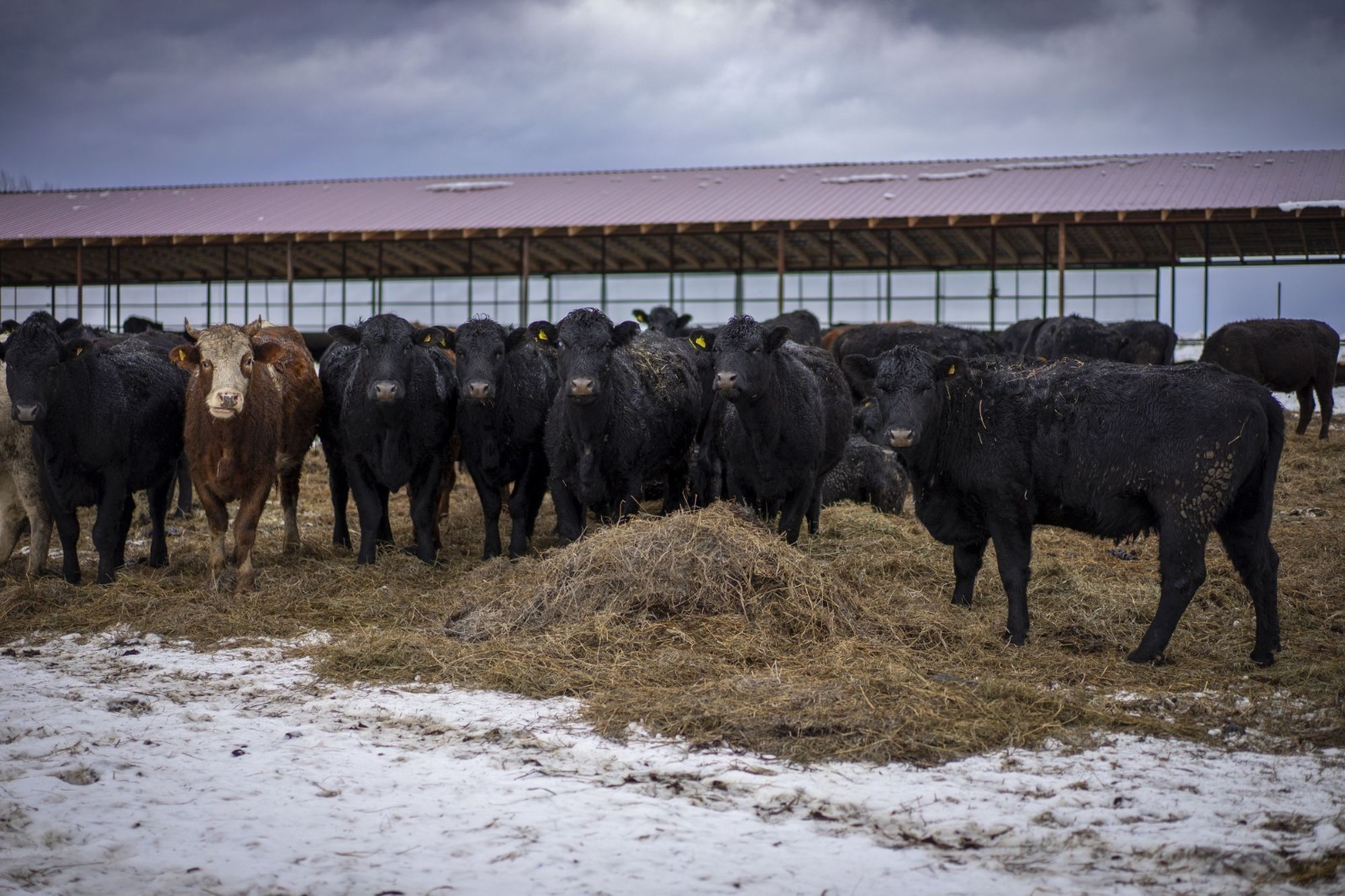 Новый фидлот в Иглинском районе: современная площадка для 800 голов КРС