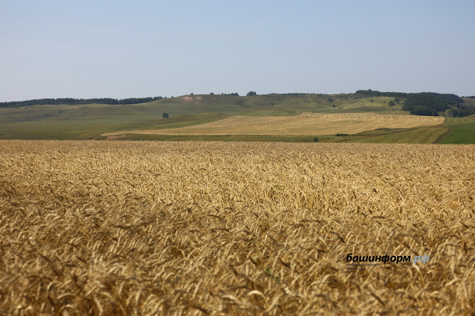 Башкирия отправила в Казахстан 40 тонн семян пшеницы