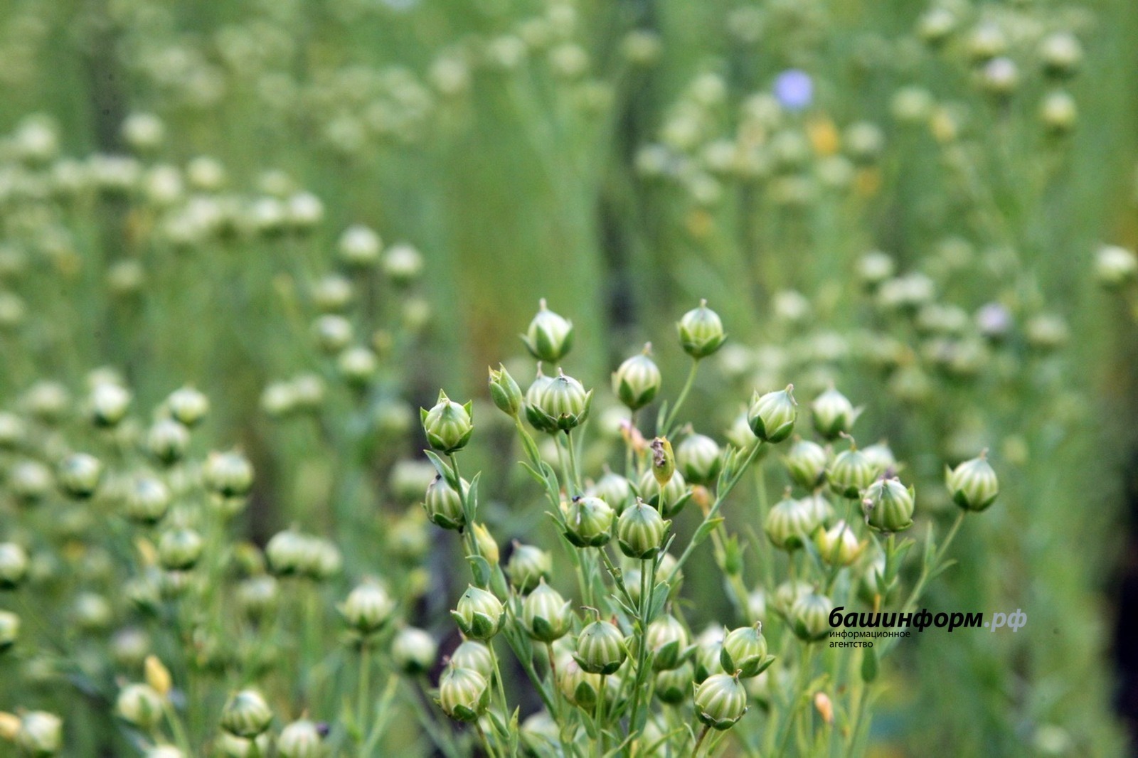 Башкирский лён укрепляет позиции на рынке Китая