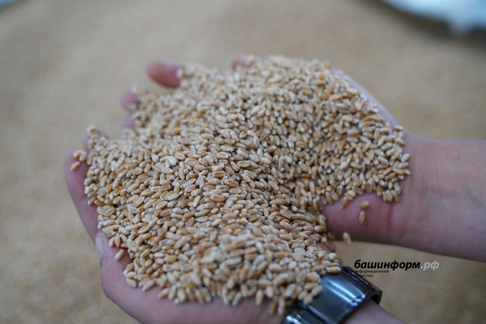 Башкирская пшеница уверенно завоёвывает рынок Казахстана