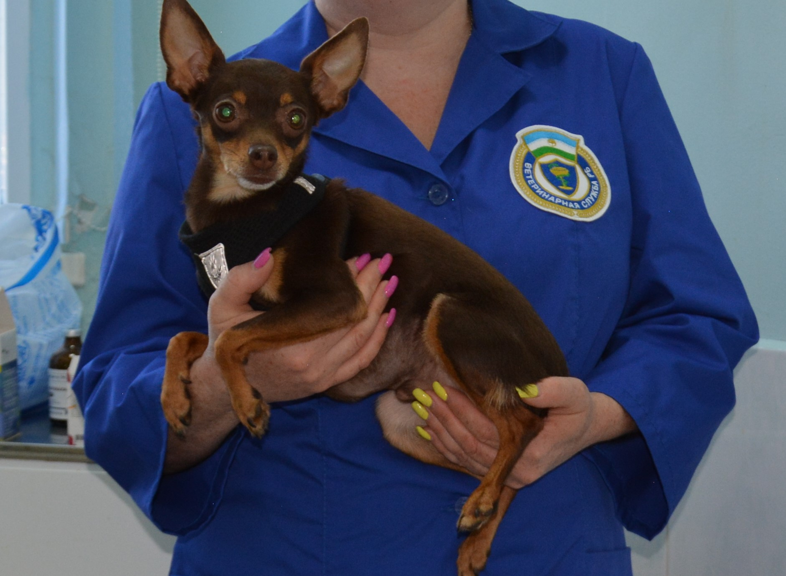 В Башкирии создадут реестр для учёта домашних животных